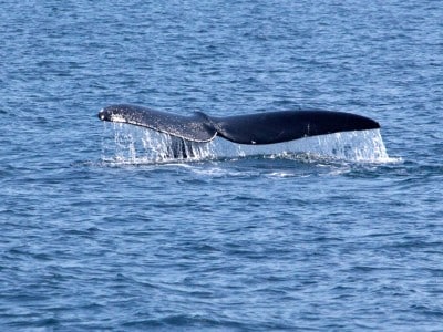 North Atlantic right whale tail