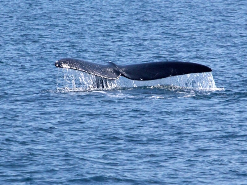 North Atlantic right whale tail