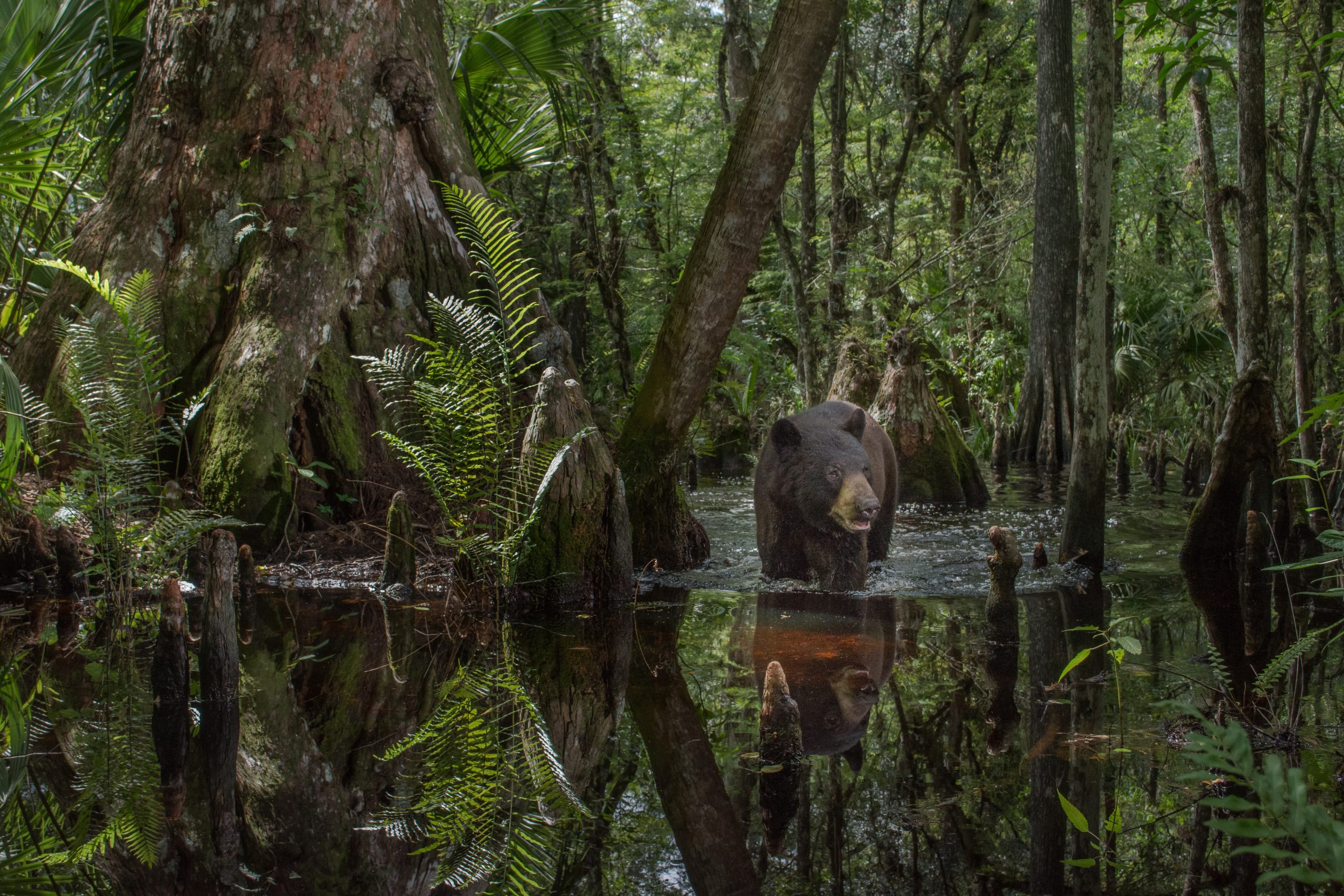 A Florida black bear wades through a cypress swamp on a cattle ranch immediately north of Big Cypress National Preserve. Camera trap photograph by Carlton Ward Jr.