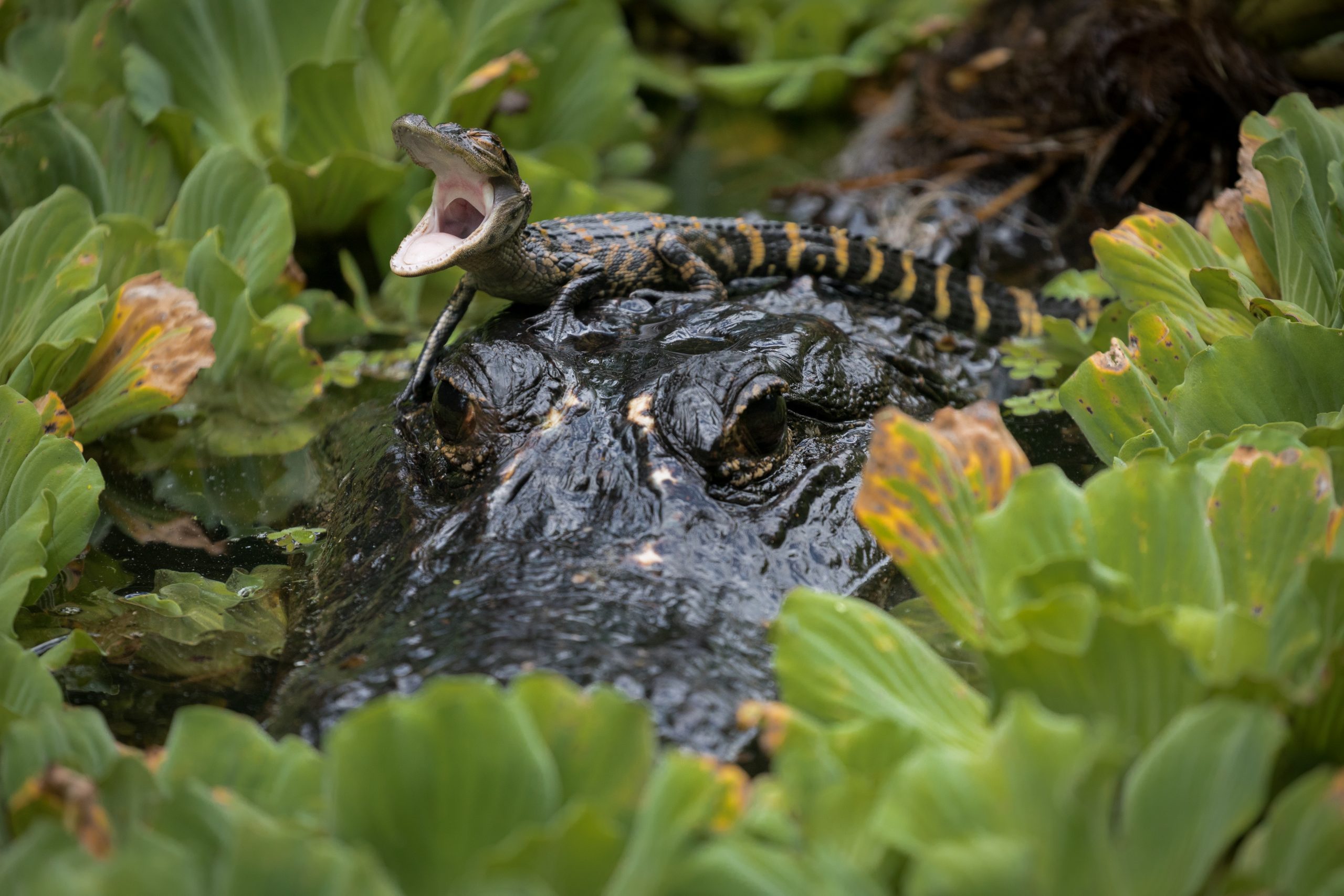 A first-year American alligator finds solid ground on the head of its mother in Corkscrew Swamp Sanctuary. Photograph by Mac Stone