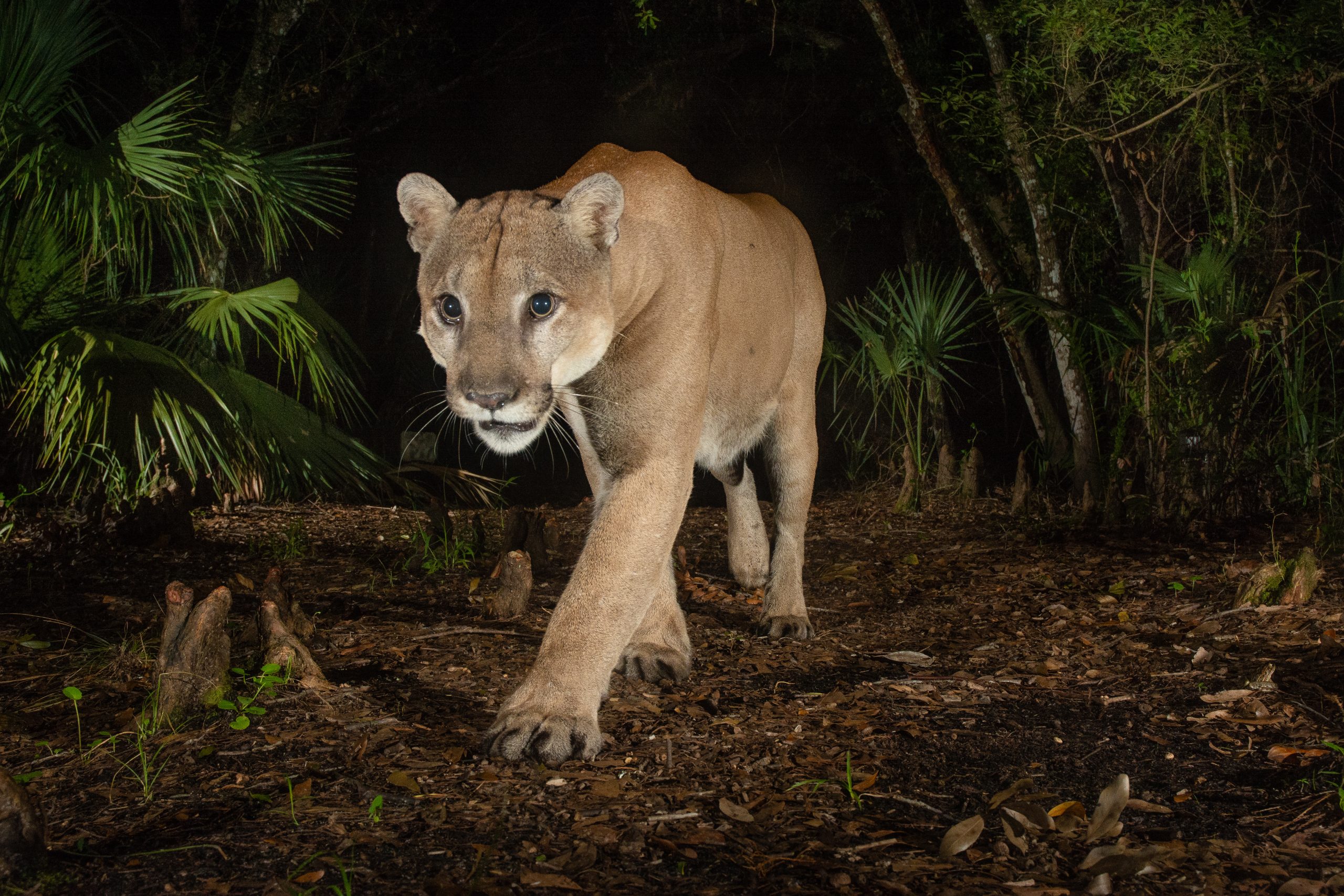 A male Florida panther patrols a cypress swamp at Babcock Ranch State Preserve. Camera trap photograph by Carlton Ward Jr.