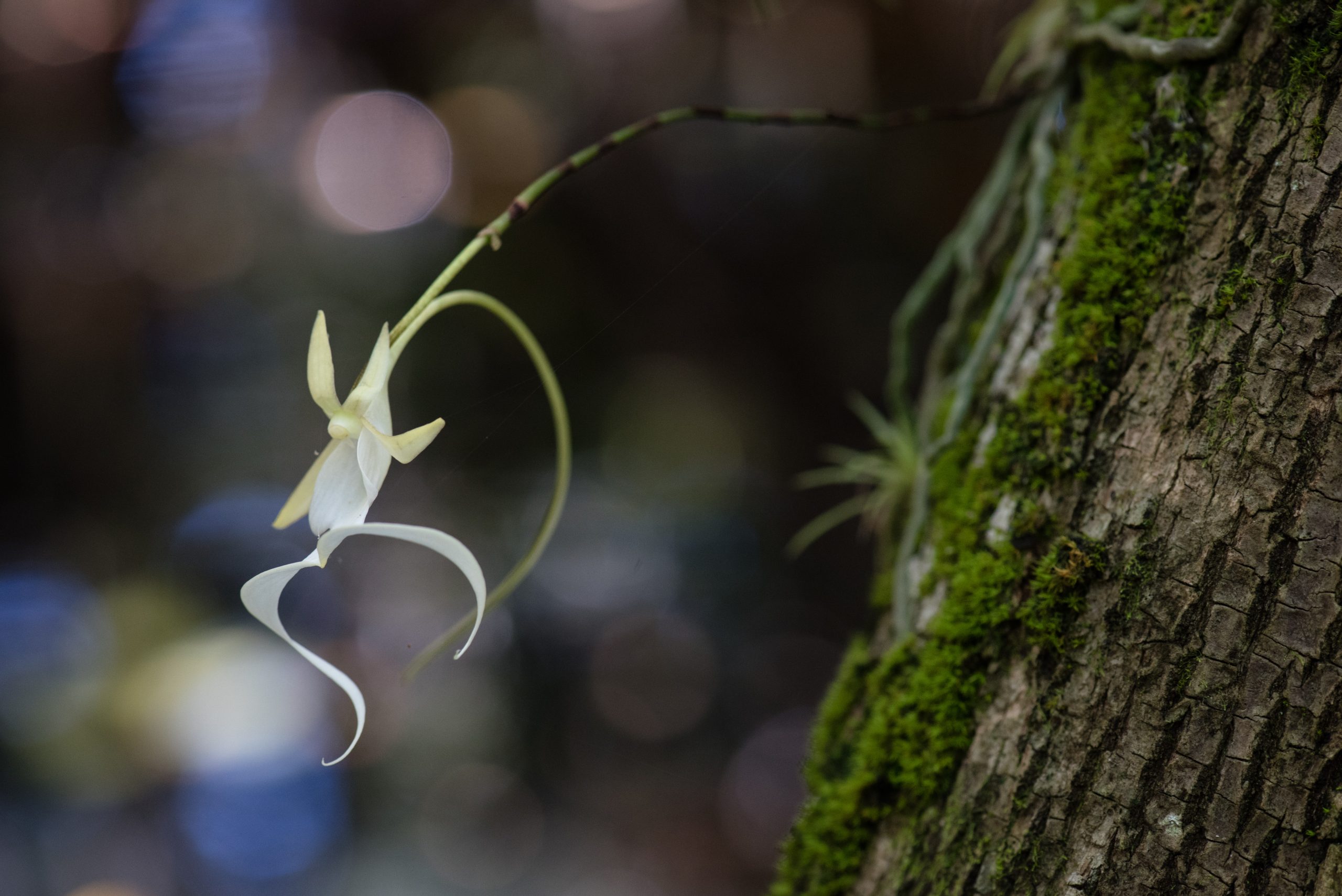 A ghost orchid in the Fakahatchee Strand, within the Florida Panther National Wildlife Refuge. Photograph by Carlton Ward Jr.