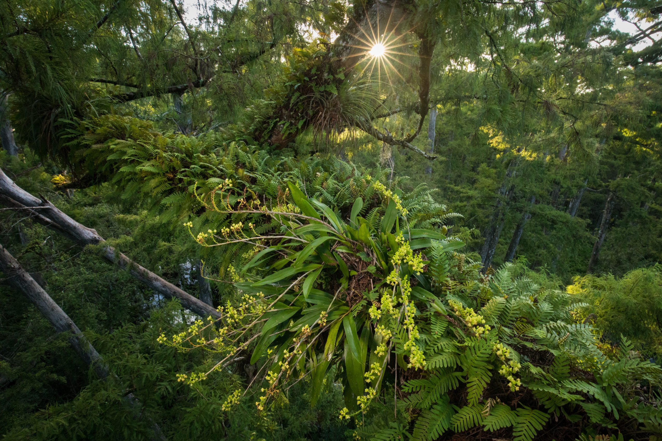 The lush canopies of old-growth cypress in Corkscrew Swamp, Florida provide ideal habitat and microclimates for a number of rare epiphytes, like this yellow helmet orchid. Photograph by Mac Stone