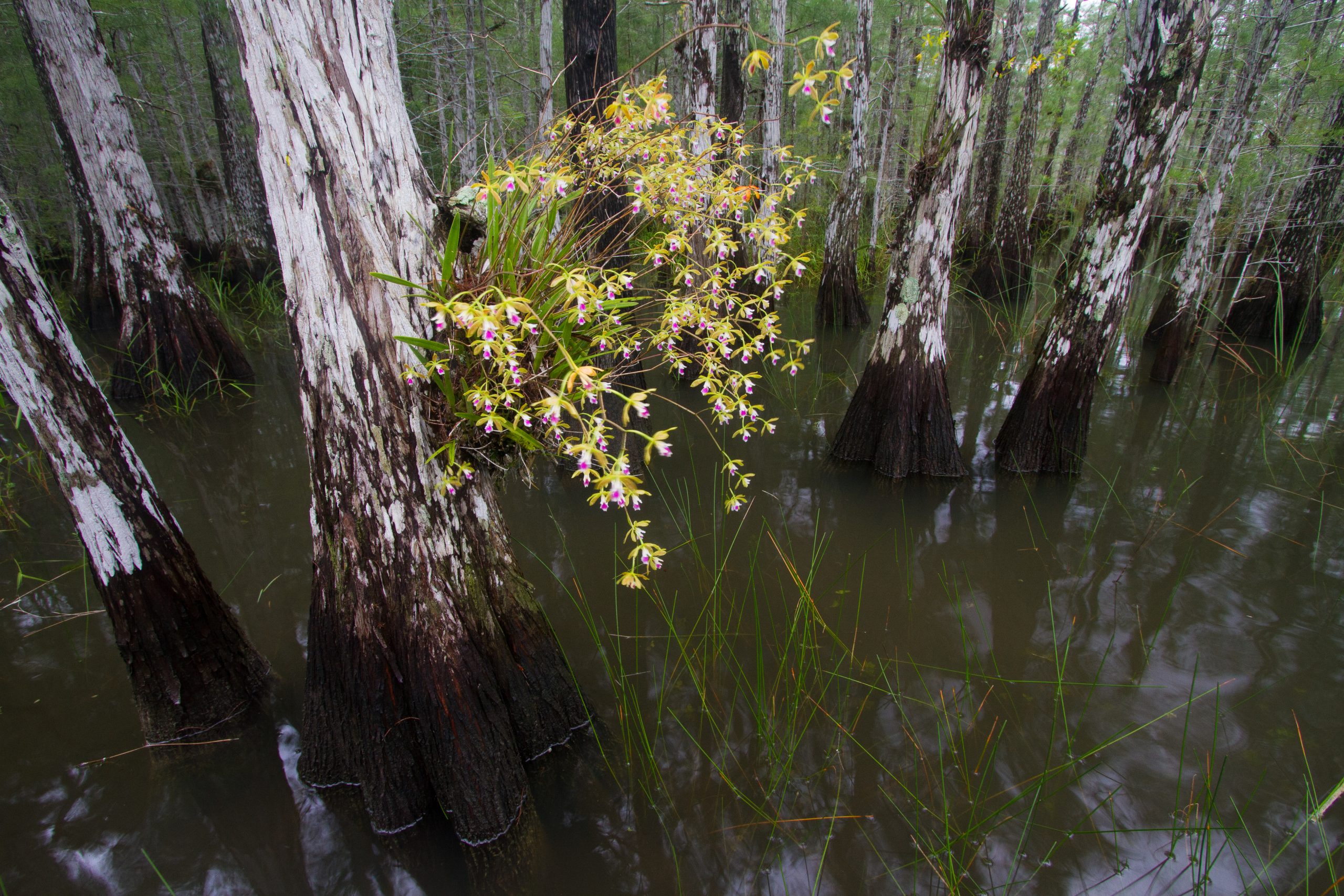 Butterfly orchids in Everglades National Park. Photograph by Mac Stone