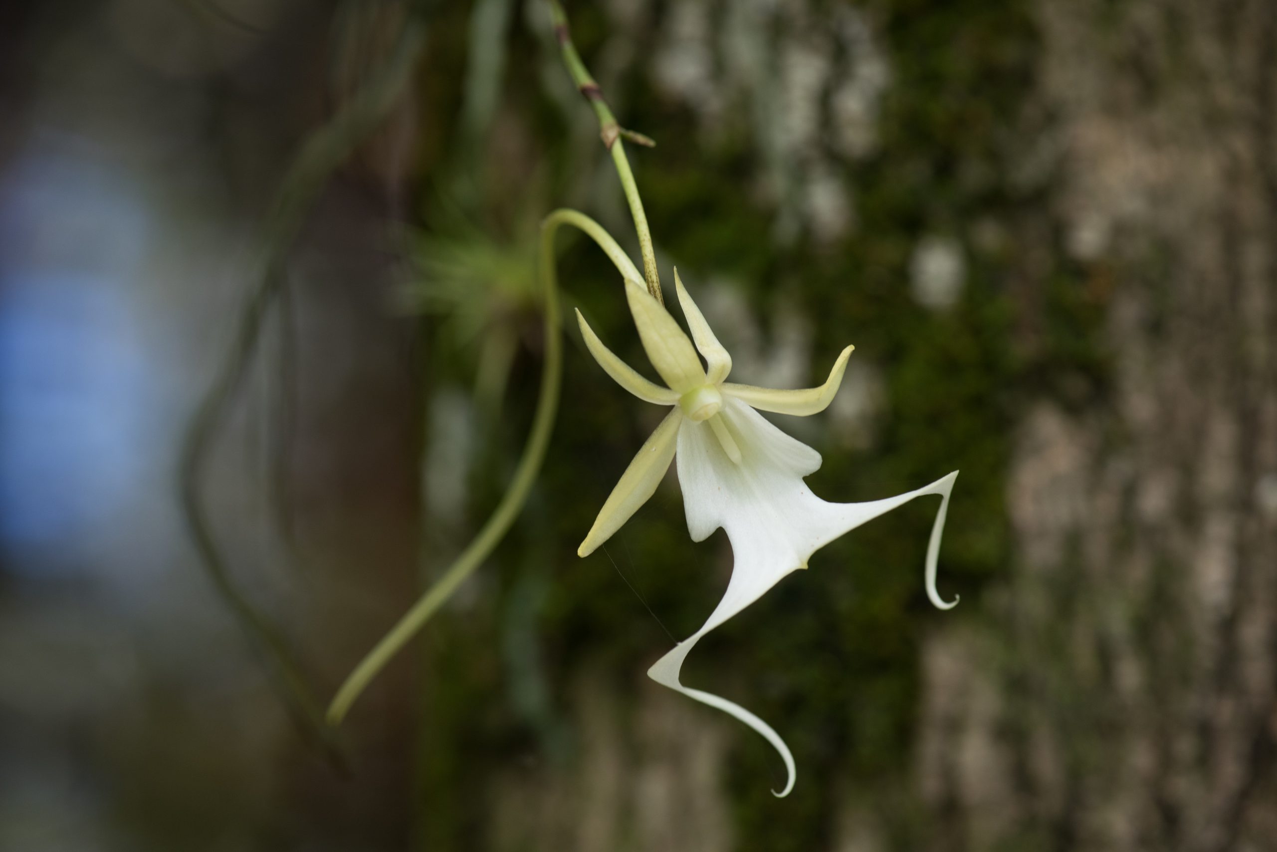 It’s clear from this photograph of a ghost orchid in the Fakahatchee Strand why the ephemeral flowers are sometimes also referred to as white frog orchids. Photograph by Carlton Ward Jr.
