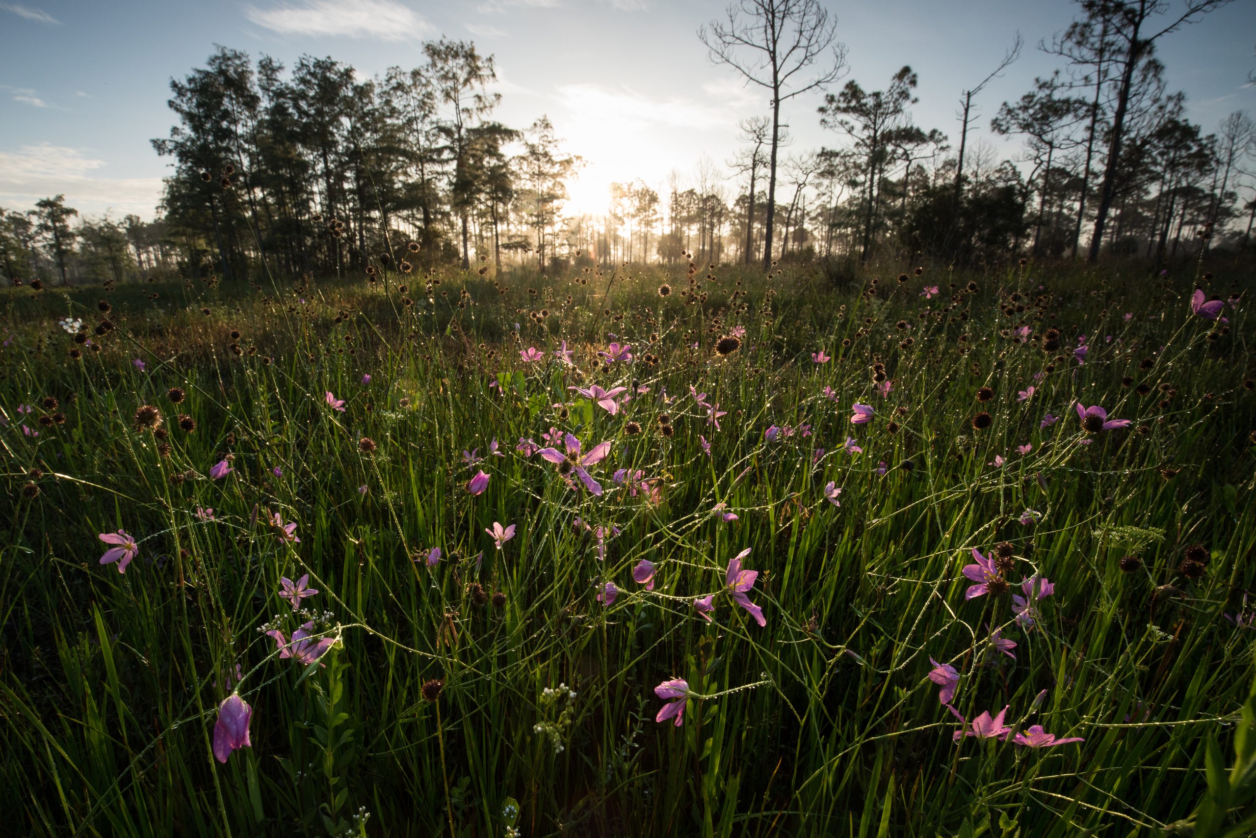 Salt-marsh pink flowers grow abundantly in the wet prairies of Corkscrew Swamp Sanctuary. Photograph by Mac Stone
