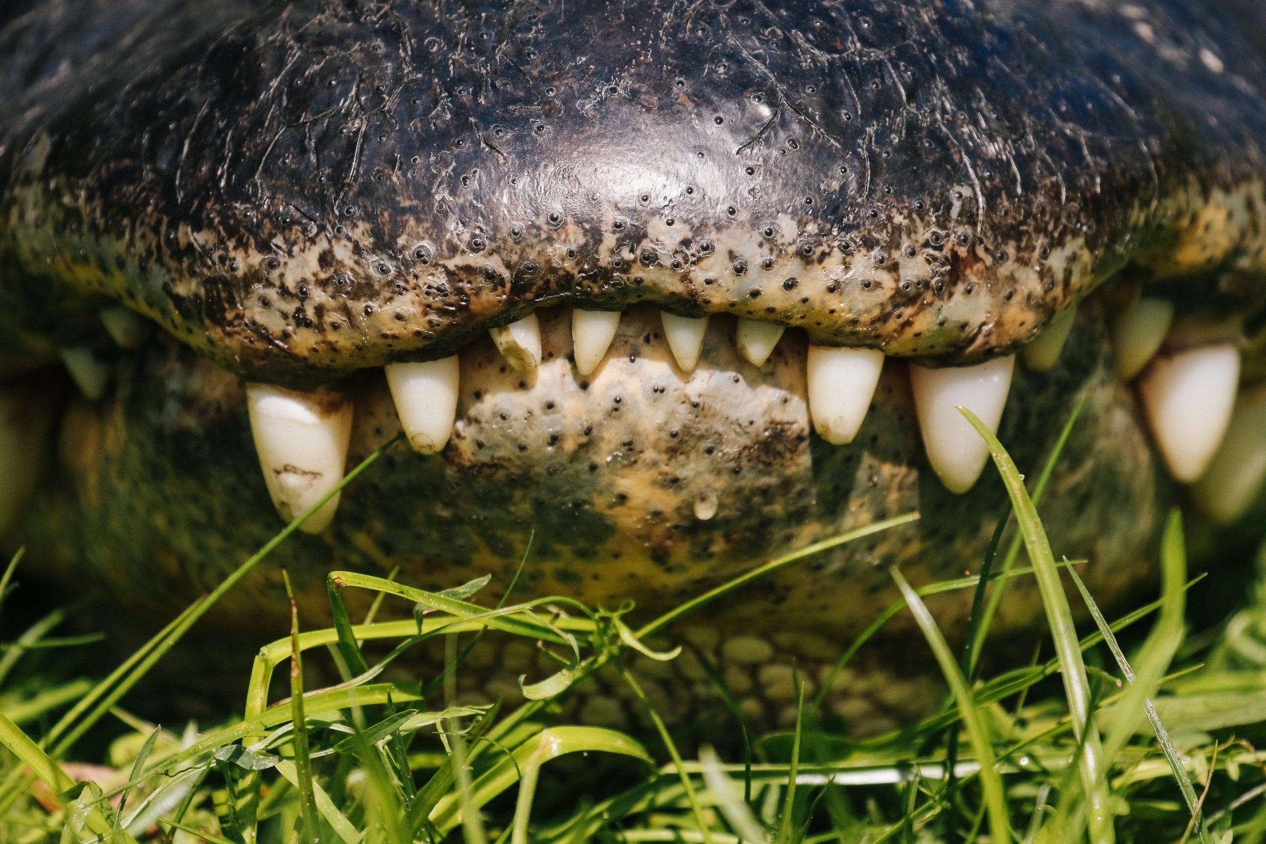 Basking along the edge of a waterway in Corkscrew Swamp Sanctuary, a large male American alligator holds its ground. The black dots around its snout are called integumentary sense organs, which help it to detect prey when underwater. Photograph by Mac Stone