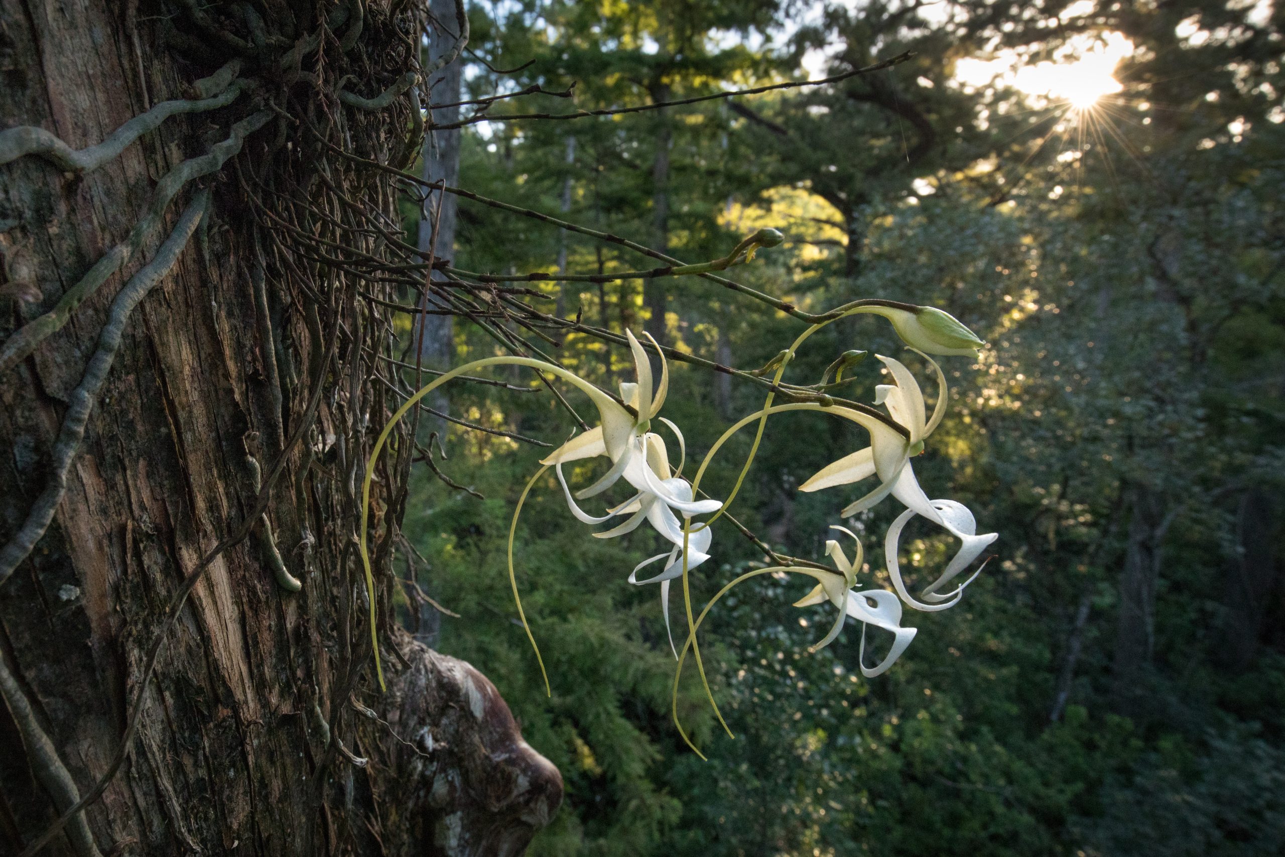 The "super ghost" in Audubon's Corkscrew Swamp Sanctuary is a mass of ghost orchids, perched high in an ancient cypress tree that has produced flowers in every month of the year. Before the cypress forests of the eastern U.S. were logged, many ghost orchids may have bloomed atop these trees. Now, however, only a small tract of old growth cypress swamp remains in Corkscrew. Photograph by Mac Stone