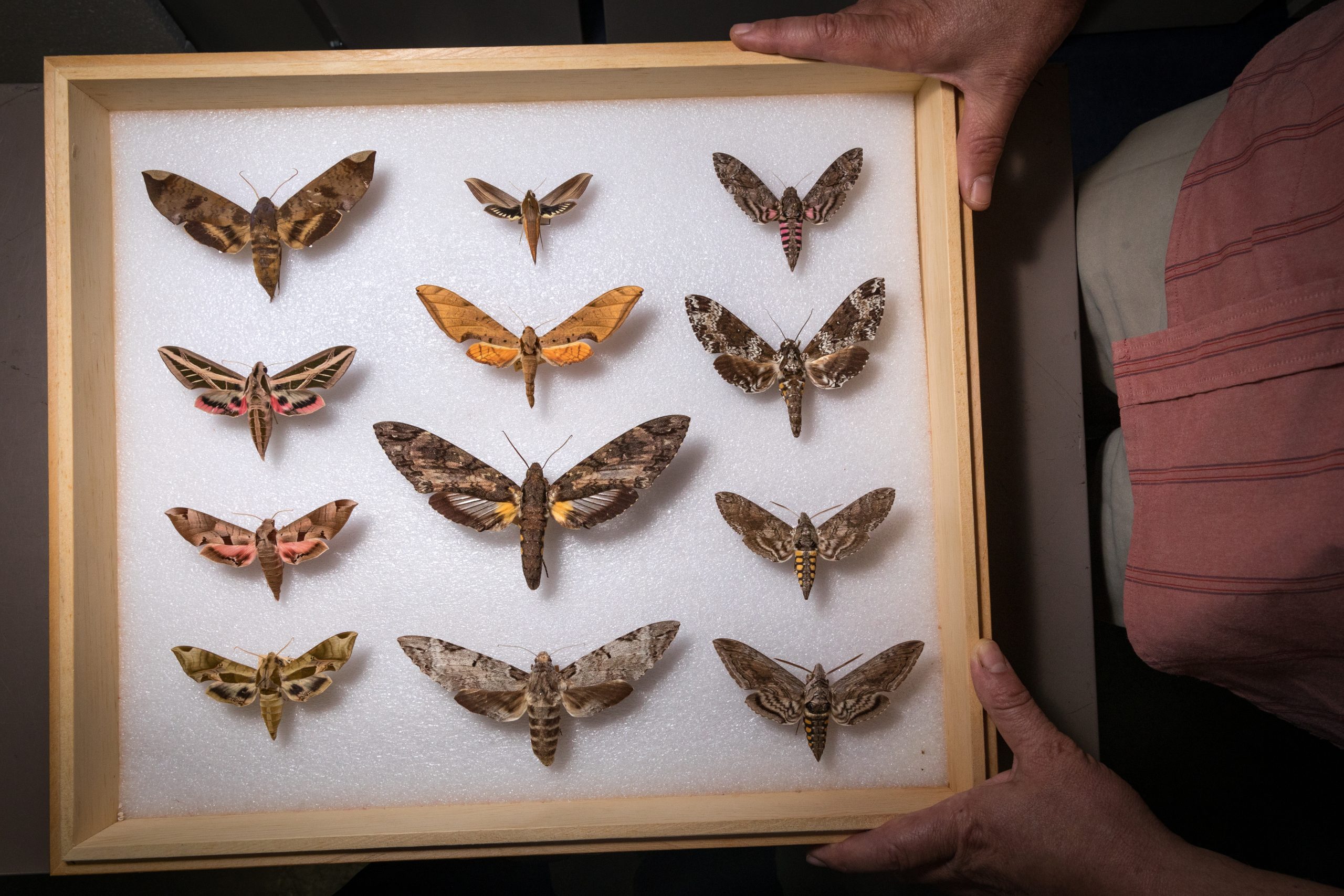Andrei Sourakov, an entomologist at the University of Florida, displays moth specimens from the Museum of Natural History in Gainesville.The giant sphinx moth, the largest moth in the center of the tray, was long thought to be the sole pollinator for the ghost orchid. Photograph by Mac Stone