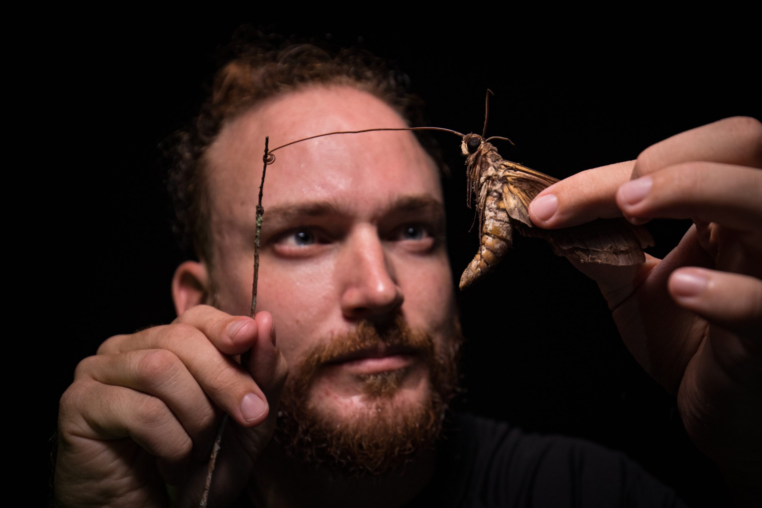 Tropical ecologist Peter Houlihan inspects the proboscis of a giant sphinx moth, a species long believed to be the only pollinator of the ghost orchid. Its proboscis is twice the length of its body, allowing it to access nectar stored deep inside flowers like the ghost orchid and the moonflower. Photograph by Mac Stone