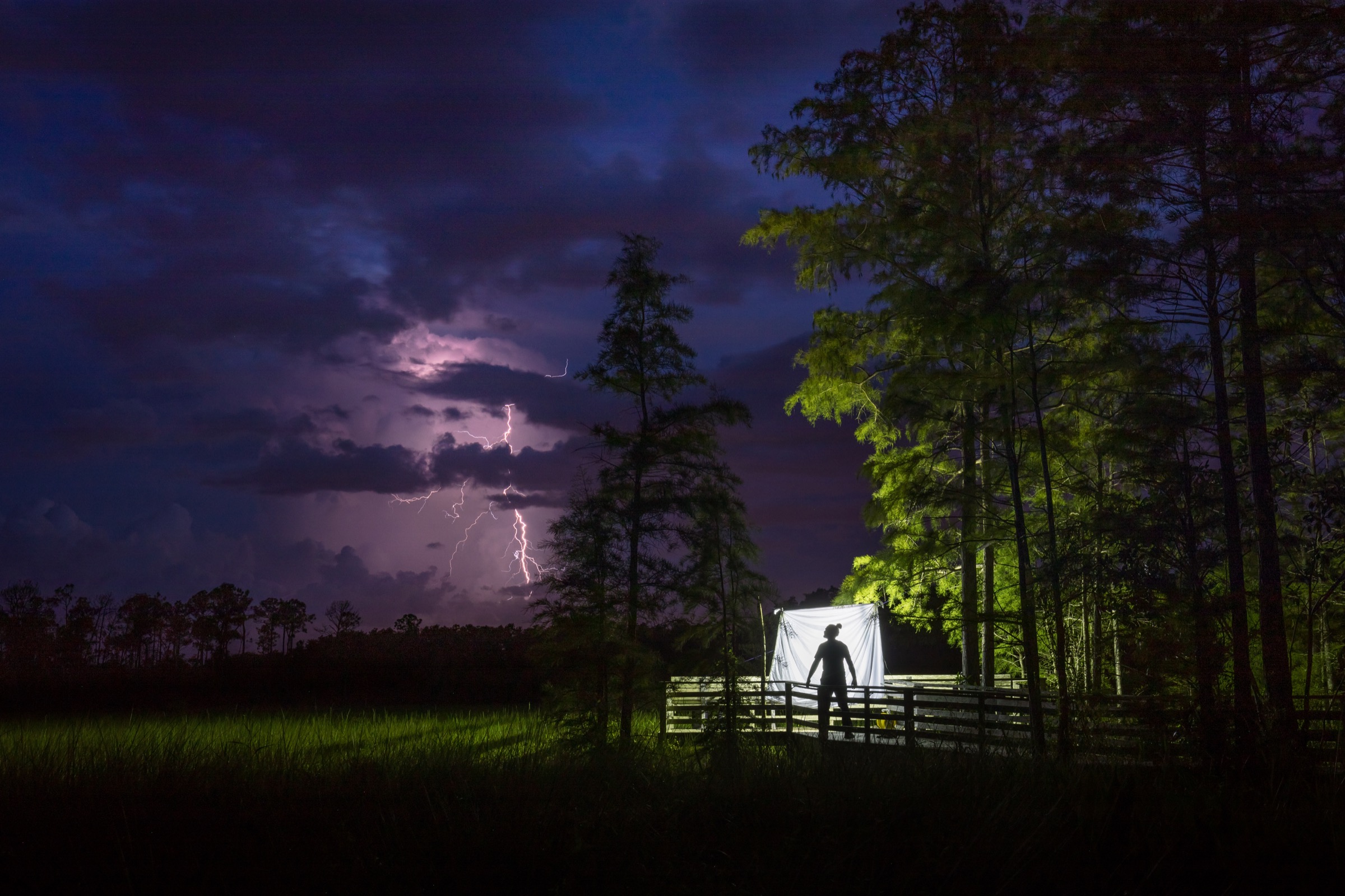 Under the veil of night, ecologist Peter Houlihan inspects a light trap designed to attract nocturnal insects in Corkscrew Swamp. Minutes after this image was captured, a giant sphinx moth flew to the trap, the first time in six years of light trapping that Houlihan managed to attract one. Photograph by Mac Stone