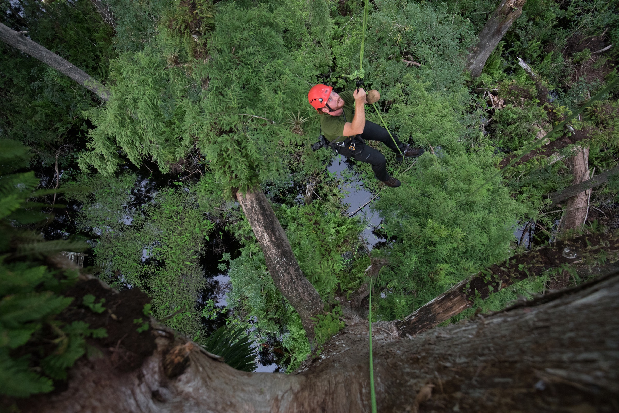 Tropical ecologist Peter Houlihan scales a centuries-old cypress in Corkscrew Swamp to inventory rare orchids that bloom in the canopy. Photograph by Mac Stone