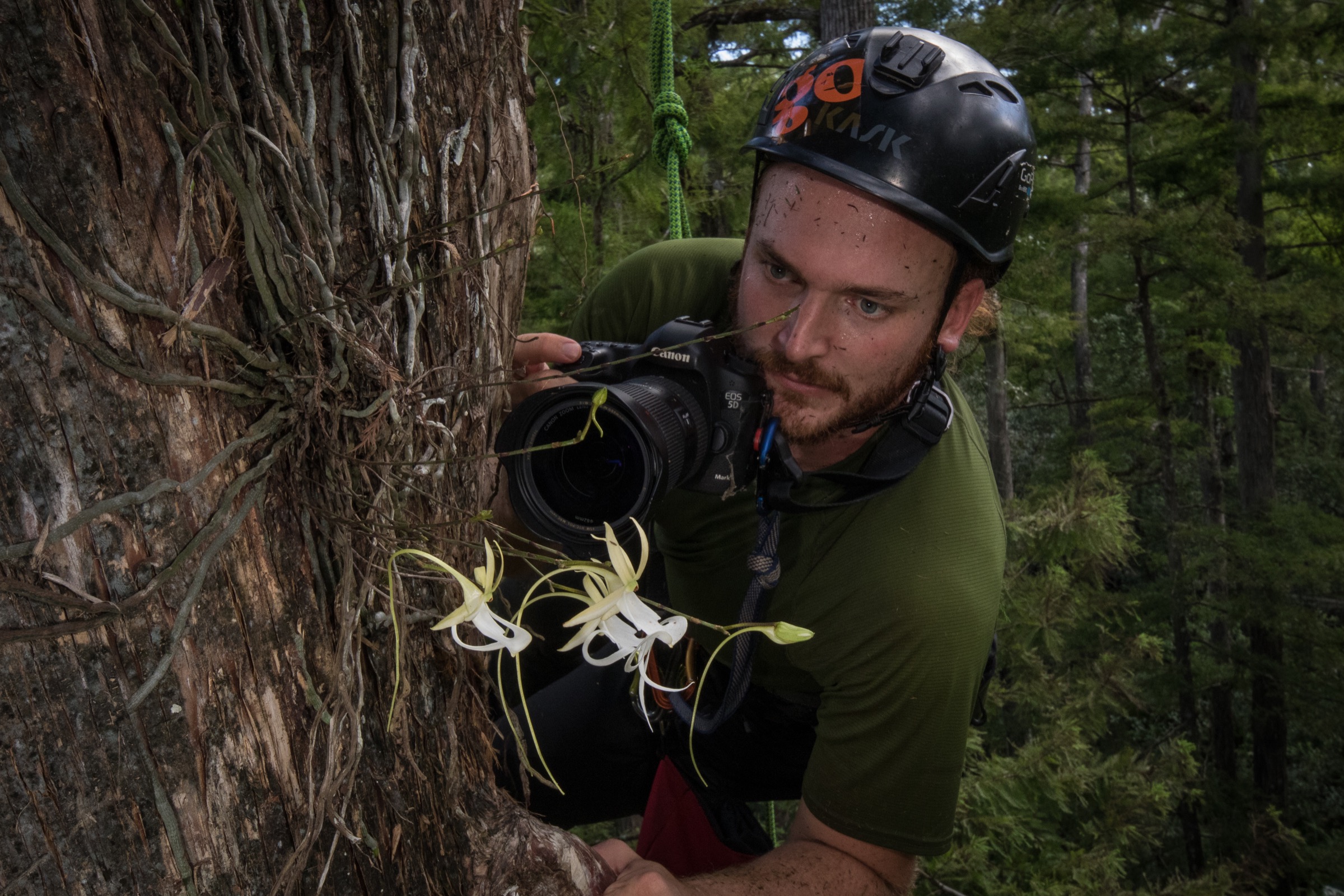 Ecologist Peter Houlihan hangs from a climbing harness as he inspects a ghost orchid 50 feet up in a bald cypress tree. Photograph by Mac Stone