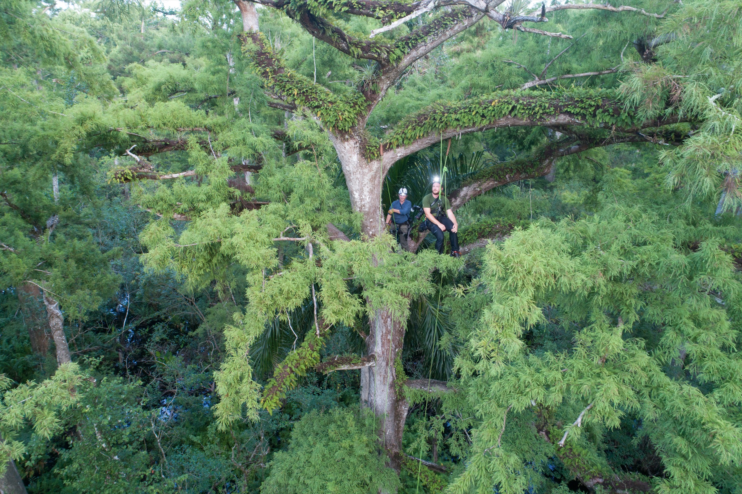 Photographer Mac Stone (in blue) and ecologist Peter Houlihan explore the canopy of an old-growth cypress tree at Audubon's Corkscrew Swamp Sanctuary near Naples, Florida. They captured the first-ever photo of a giant sphinx moth visiting a ghost orchid using a camera trap in a nearby cypress tree. Photograph by Carlton Ward Jr.