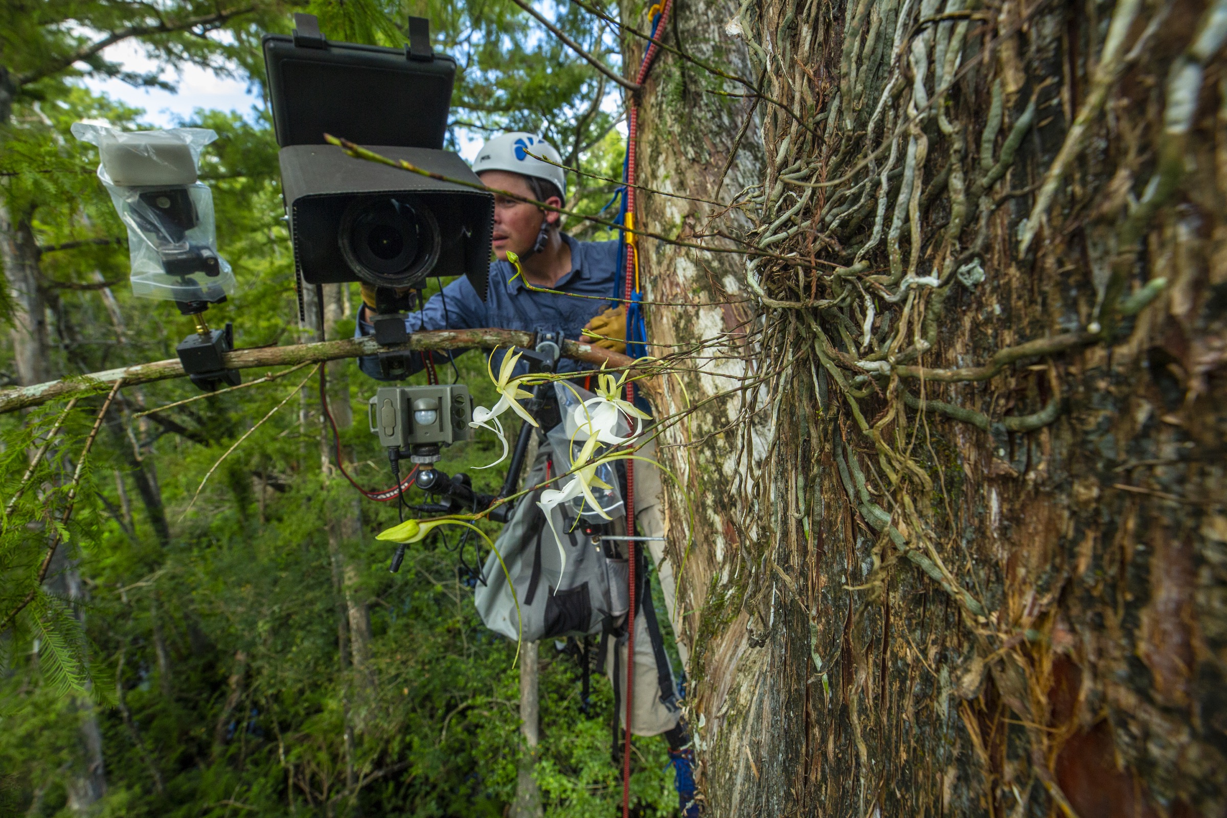 Conservation photographer Mac Stone used a camera trap to capture the first-ever photo of a giant sphinx moth visiting a ghost orchid. His early rig (pictured here) was attached to a tree branch. Later he had a special “treepod” manufactured that could be attached directly to the trunk of the tree. Photograph by Peter Houlihan