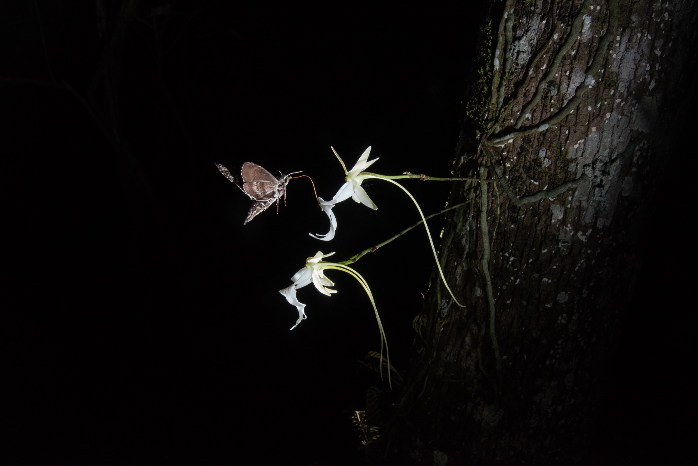 This photo, captured in the summer of 2018, was the first to show a pawpaw sphinx moth probing and likely pollinating a ghost orchid bloom. A pollinium (pollen cluster) from the ghost orchid is visible on the moth's head. Photograph by Carlton Ward Jr.