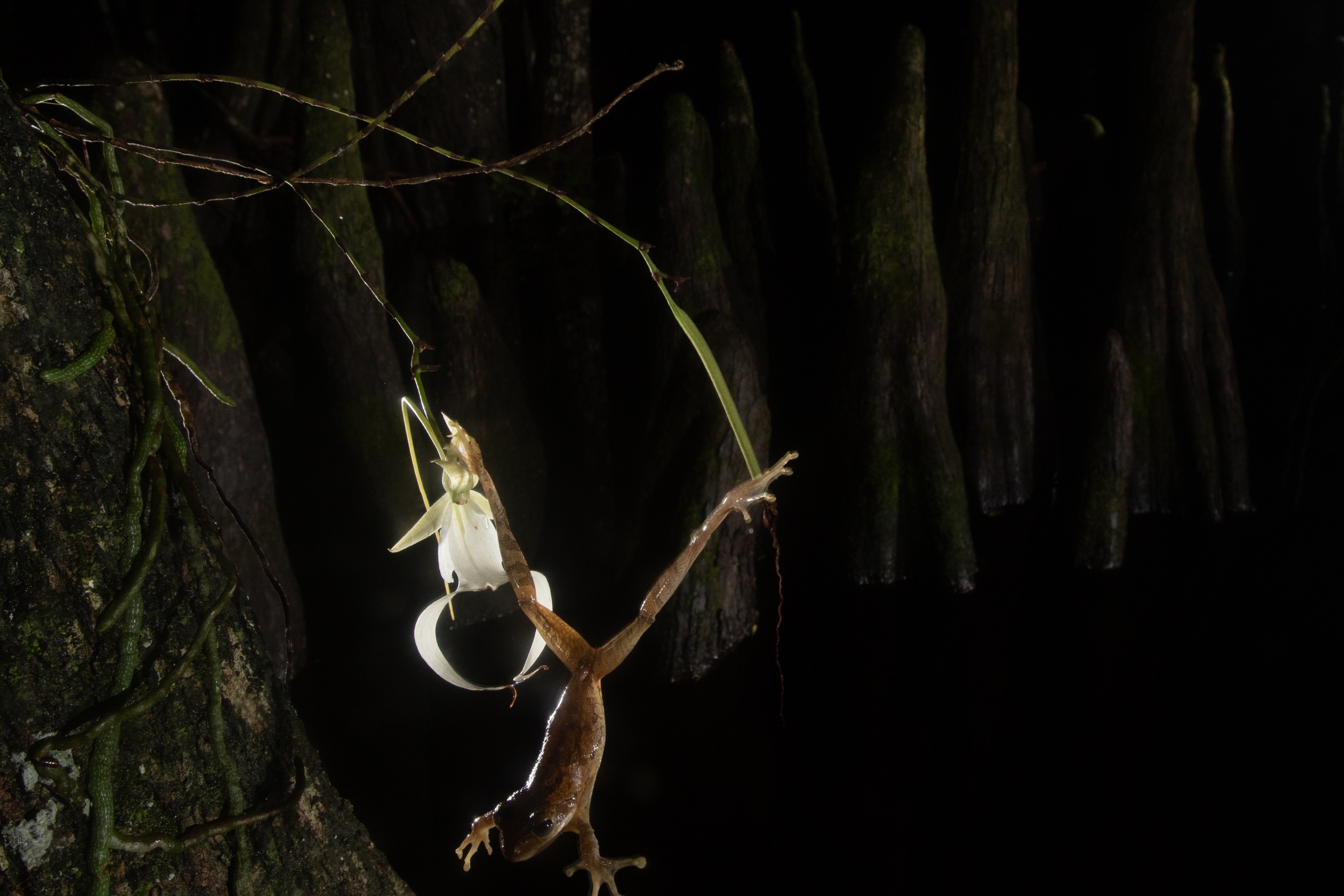 An invasive Cuban tree from hangs from a ghost orchid bloom, presumably after lunging for an insect that was attracted to the scent of the flower. Photograph by Carlton Ward Jr.