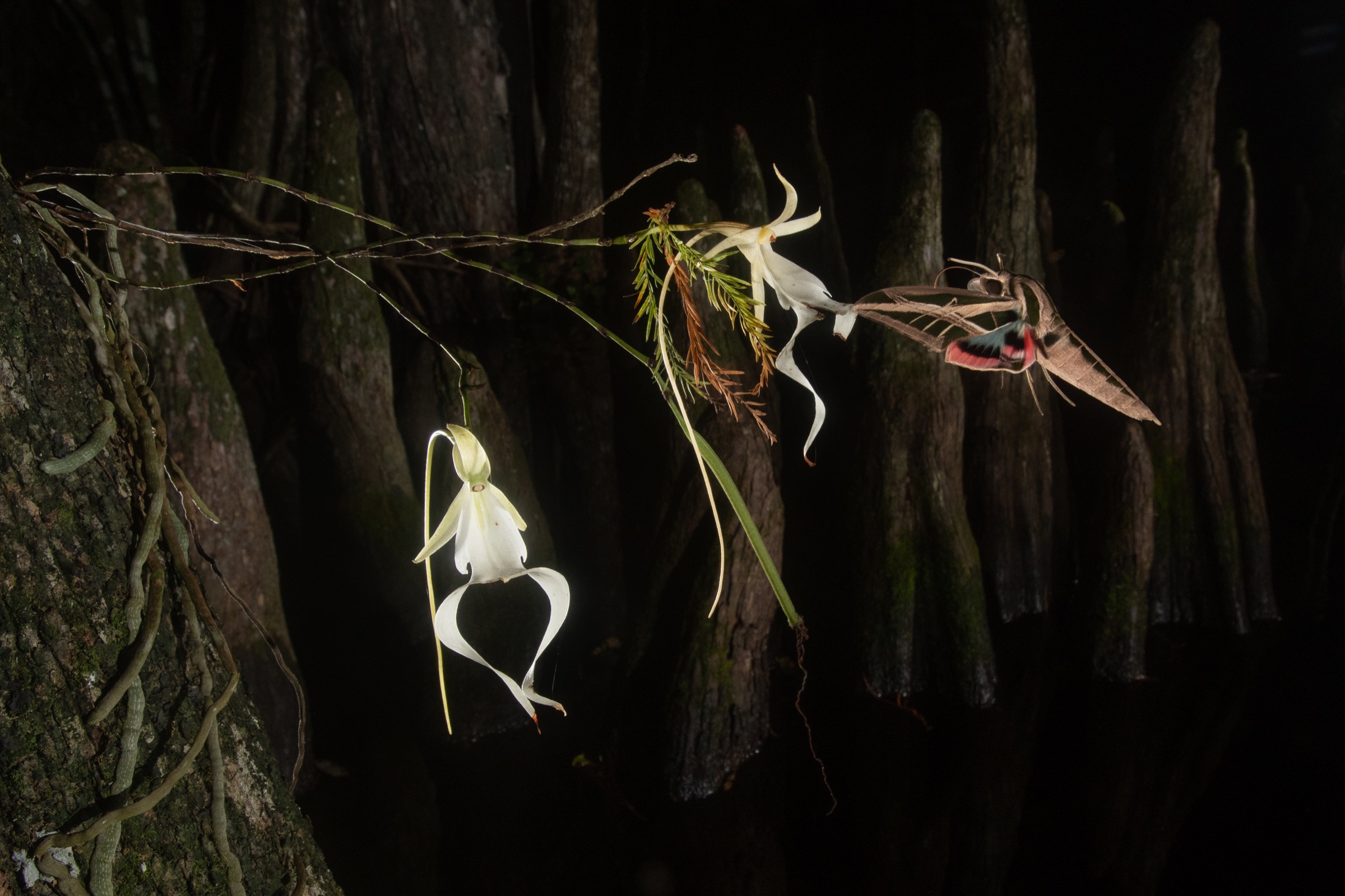 A banded sphinx month probes and potentially pollinates a ghost orchid bloom. This sphinx moth is one of five potential pollinators documented by Carlton Ward Jr.’s camera traps in the summer of 2018. Photograph by Carlton Ward Jr.