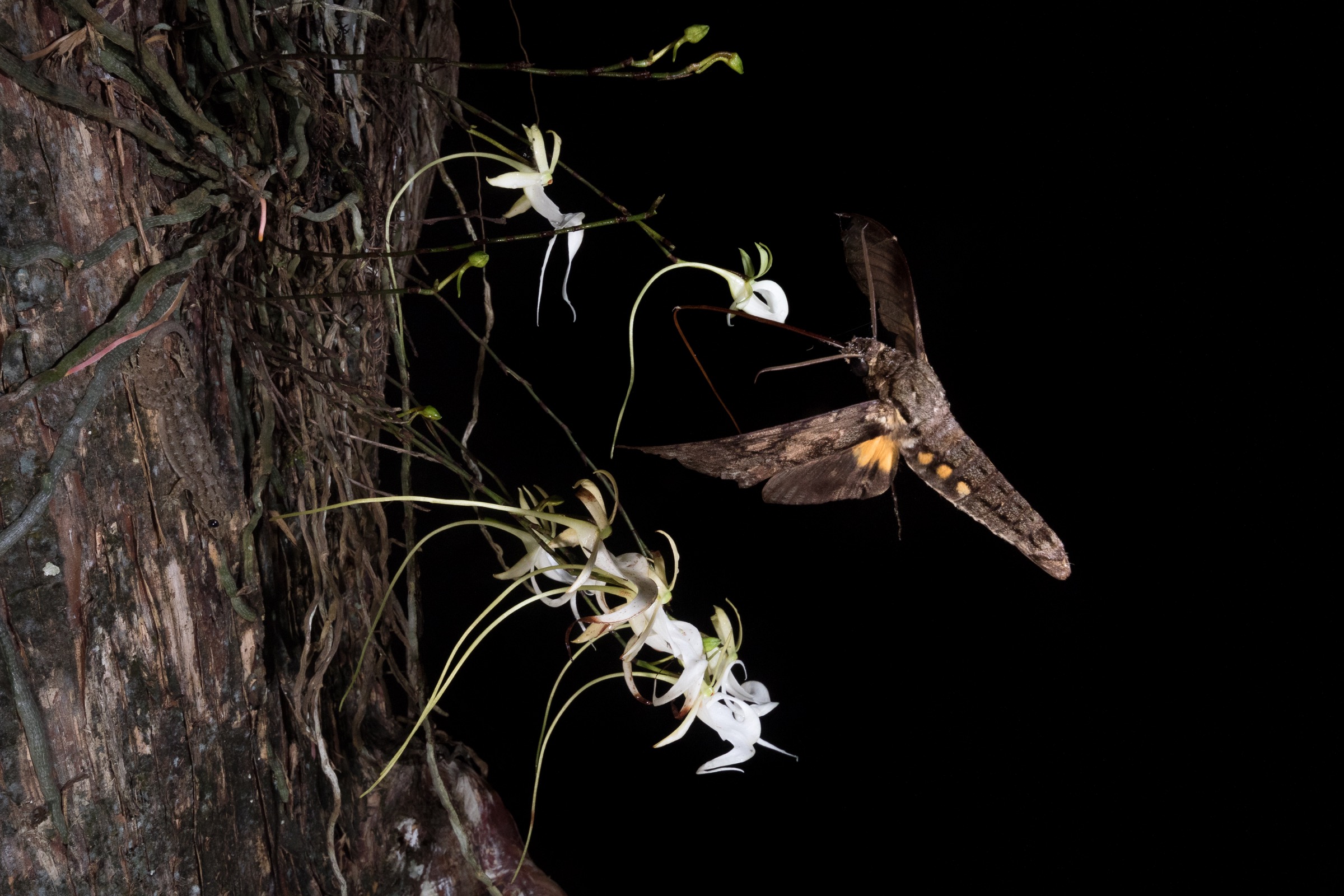 A giant sphinx moth extends its proboscis to drink the nectar from a ghost orchid. Photograph by Mac Stone
