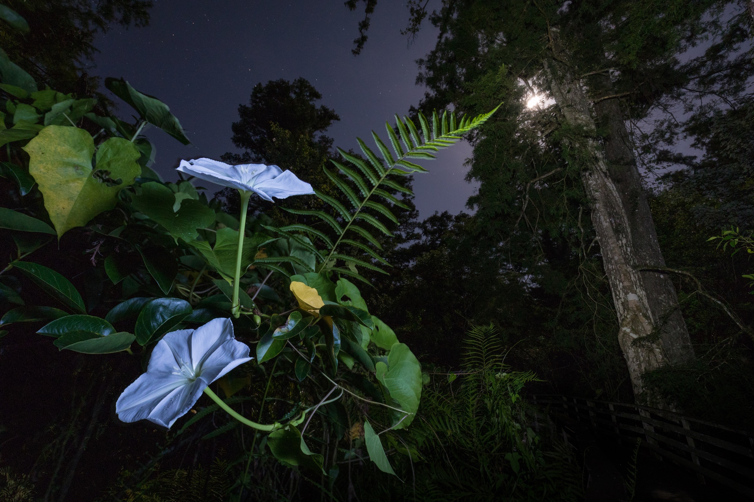 The moonflower thrives in the subtropical climate of the Everglades and opens at night to attract large moths, like the giant sphinx moth, that can probe the flower's long nectar tube. Photograph by Mac Stone