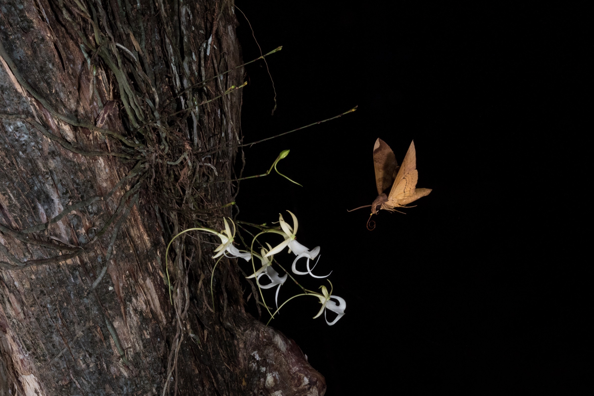 A fig sphinx moth hovers over a ghost orchid.A yellow pollinium (pollen cluster) is visible on the face of the moth. Photograph by Mac Stone.
