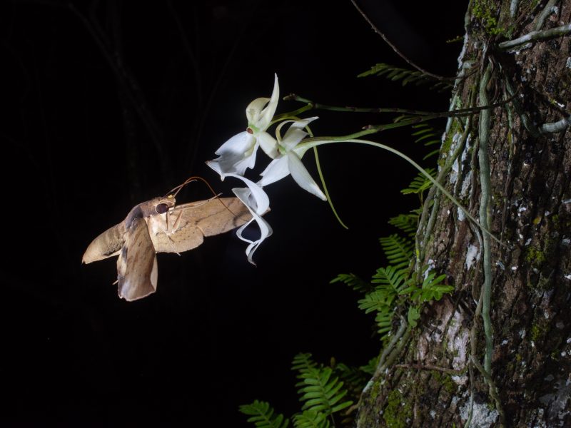Captured on July 5, 2018, this was the first photograph to document pollination of a ghost orchid bloom. Contrary to the expectations of many experts, who believed that the giant sphinx moth was likely the only pollinator of the ghost orchid, this moth is a fig sphinx. The yellow bundle on its head is a ghost orchid pollinium (pollen cluster). Photograph by Carlton Ward Jr.