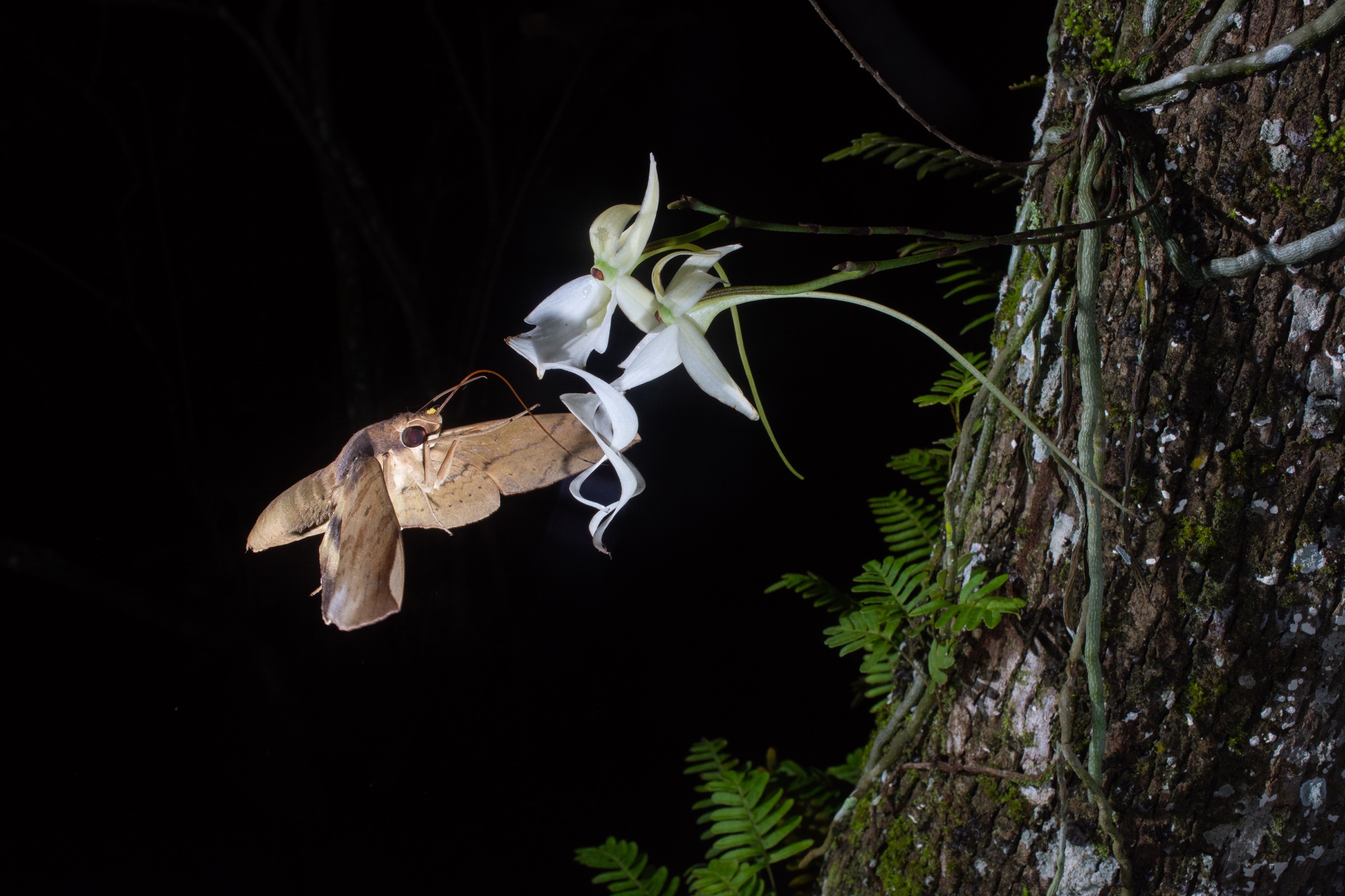 Captured on July 5, 2018, this was the first photograph to document pollination of a ghost orchid bloom. Contrary to the expectations of many experts, who believed that the giant sphinx moth was likely the only pollinator of the ghost orchid, this moth is a fig sphinx. The yellow bundle on its head is a ghost orchid pollinium (pollen cluster). Photograph by Carlton Ward Jr.