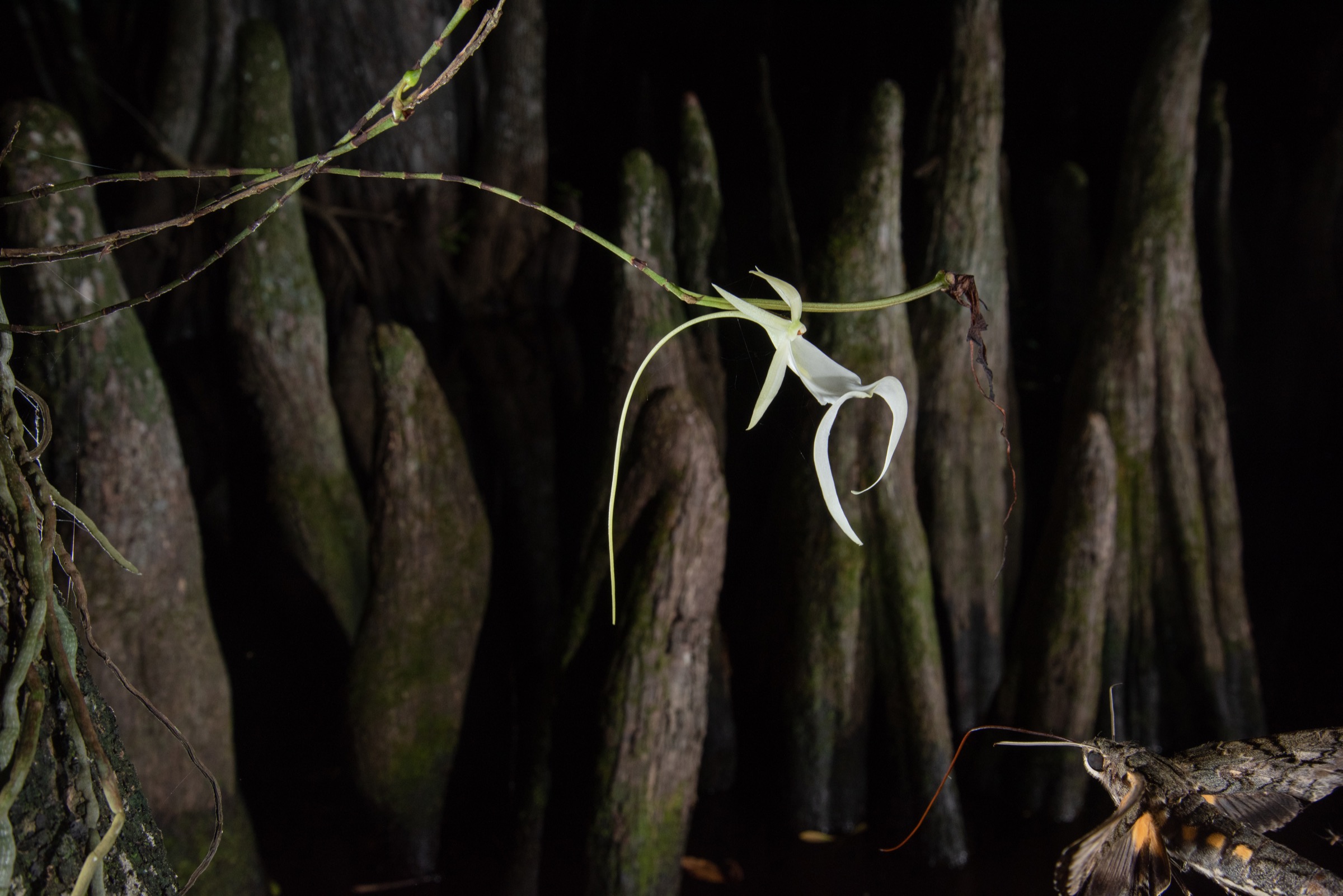 A giant sphinx moth visits a ghost orchid in the Fakahatchee Strand, within the Florida Panther National Wildlife Refuge. Photograph by Carlton Ward Jr.