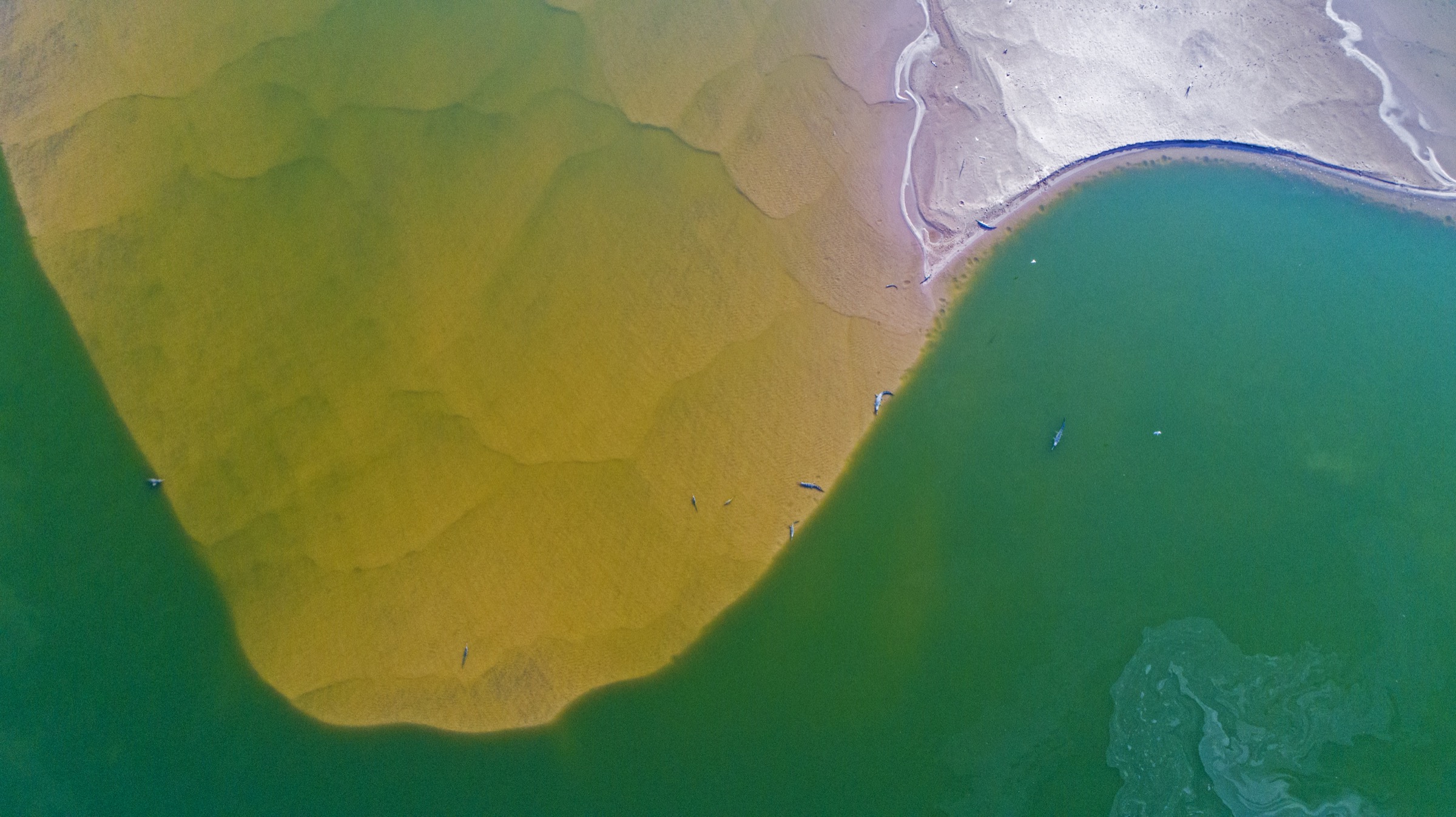 India’s Chambal River, seen from above, supports one of the world’s few remaining breeding populations of gharials.