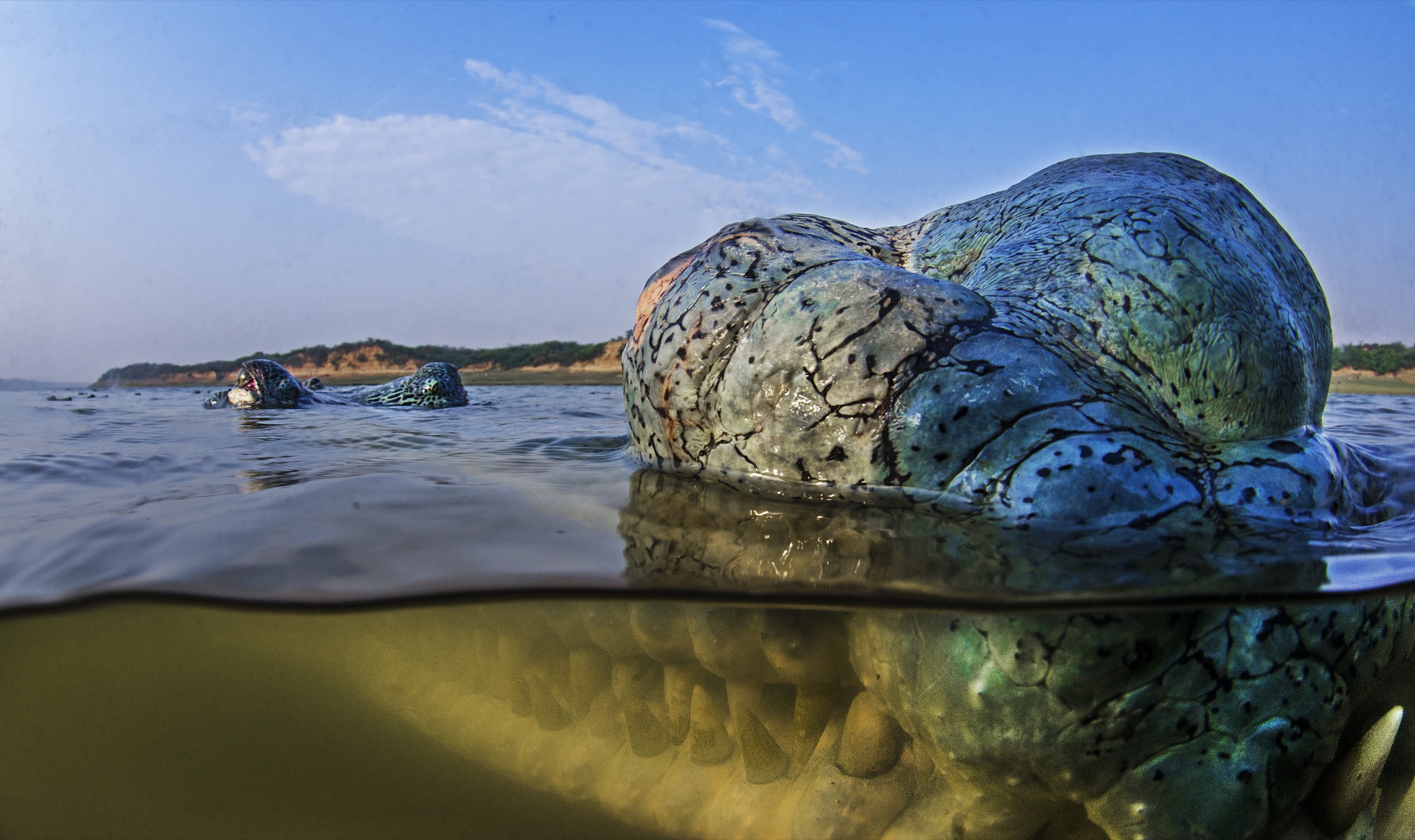 One of the most distinguishing characteristics of the gharial is the ghara, the bulbous lump at the end of the snout. This growth, which is only present on males, is thought to amplify the hissing and underwater popping sounds that males make when defending their territories.