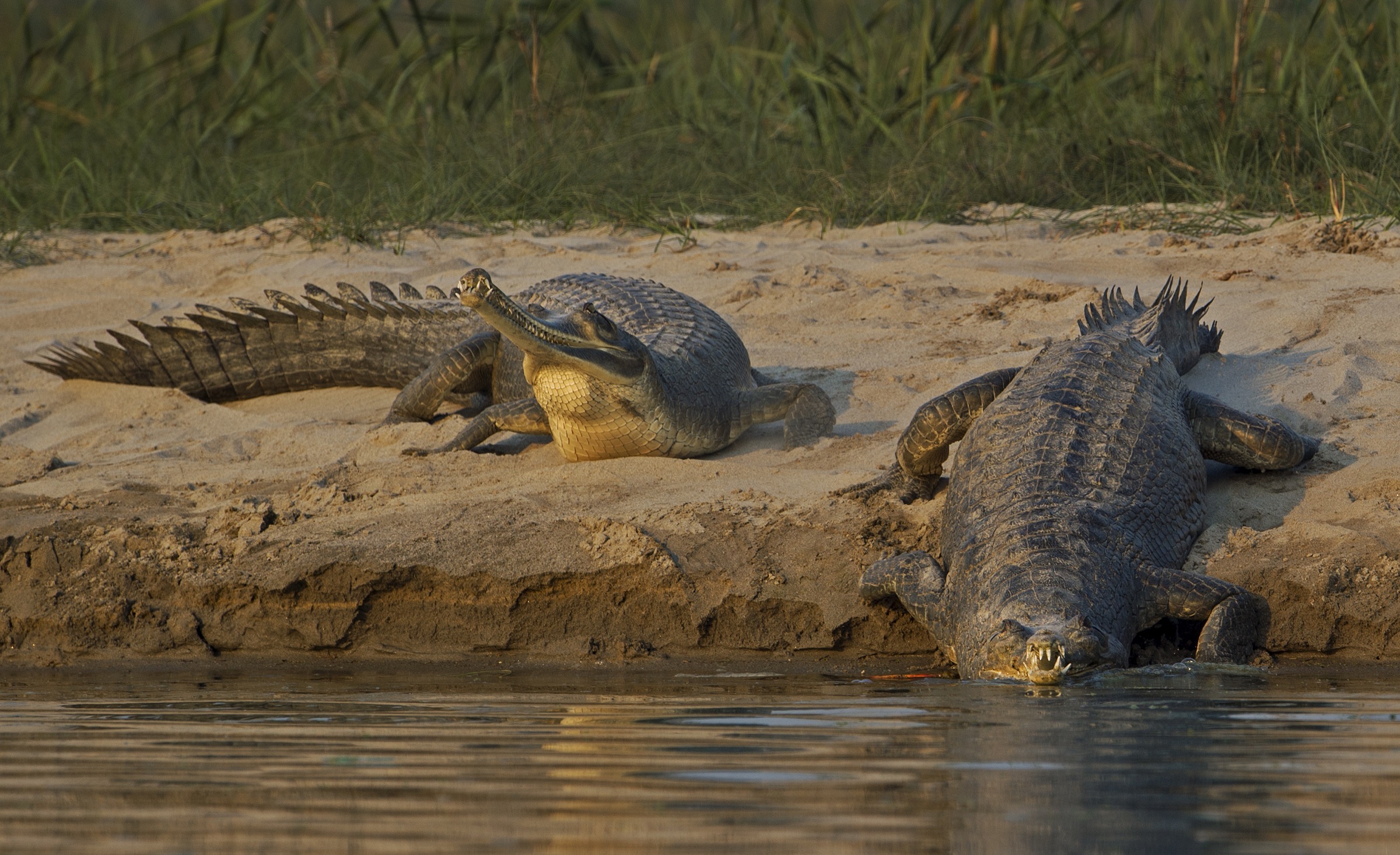 Gharials bask on the wide, sandy banks of the Chambal during the dry season.