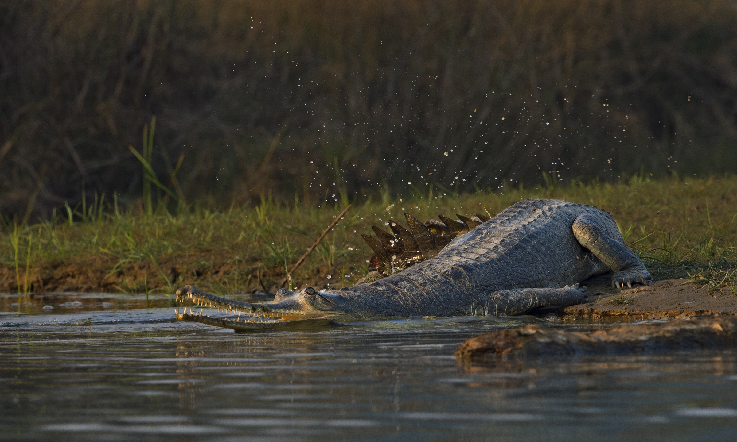 A large adult female makes her way back into the Chambal after basking on the river’s wide, sandy bank.