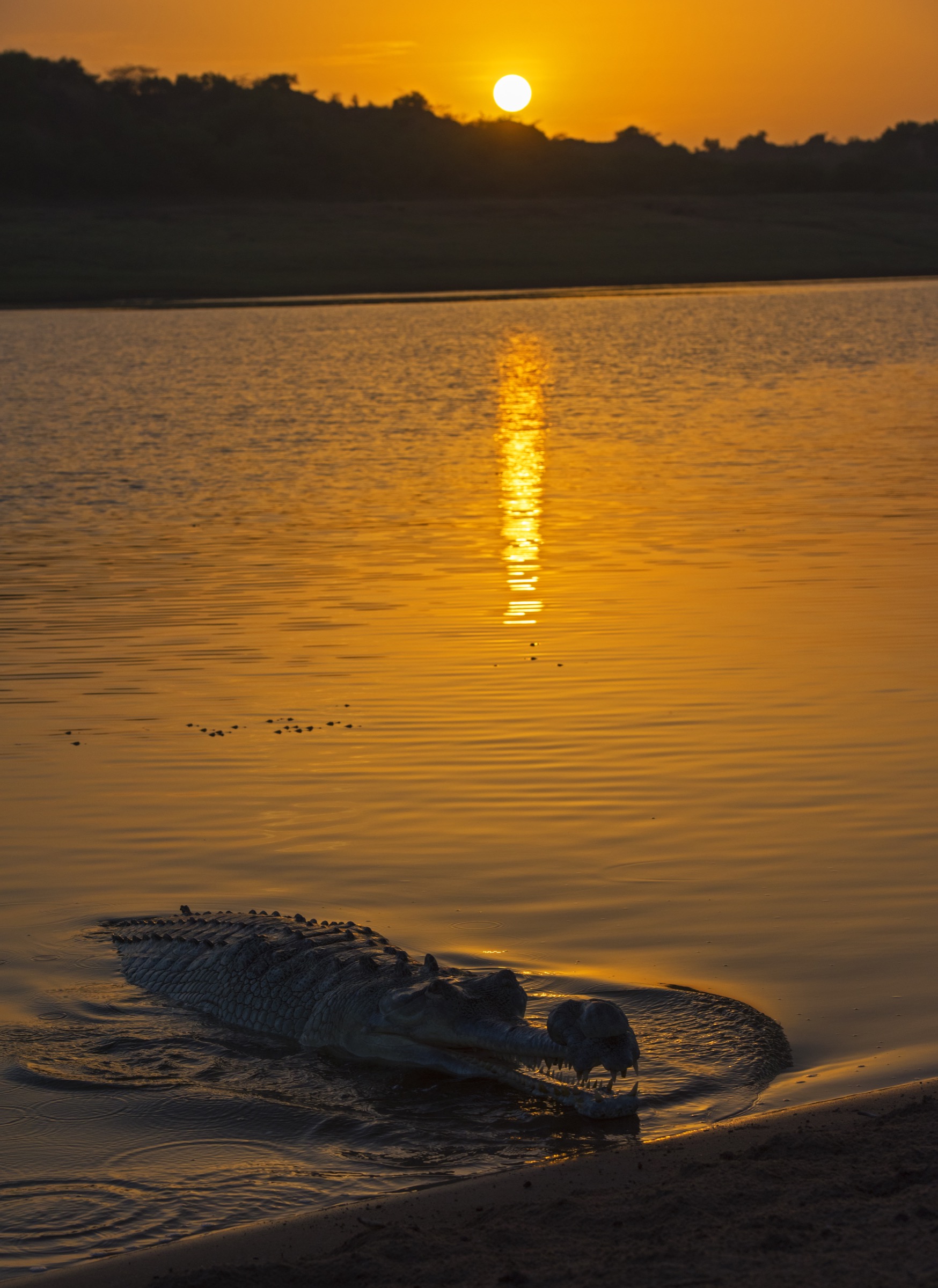 Male gharials, like this one photographed at sunset on the Chambal, become more active during the breeding season as they defend their territories against rival males and predators.