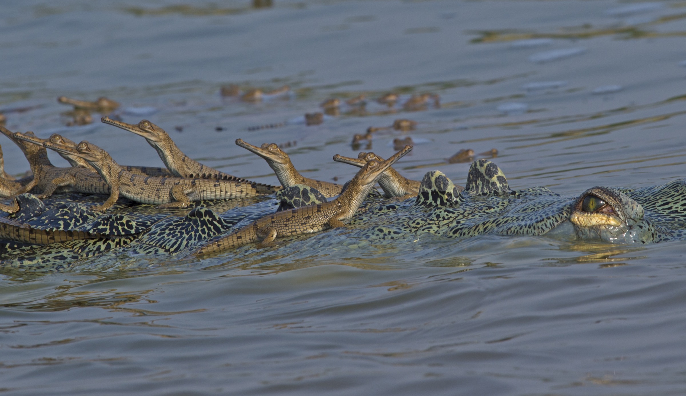 Hatchling gharials bask on the back of an adult male on the Chambal River, India.