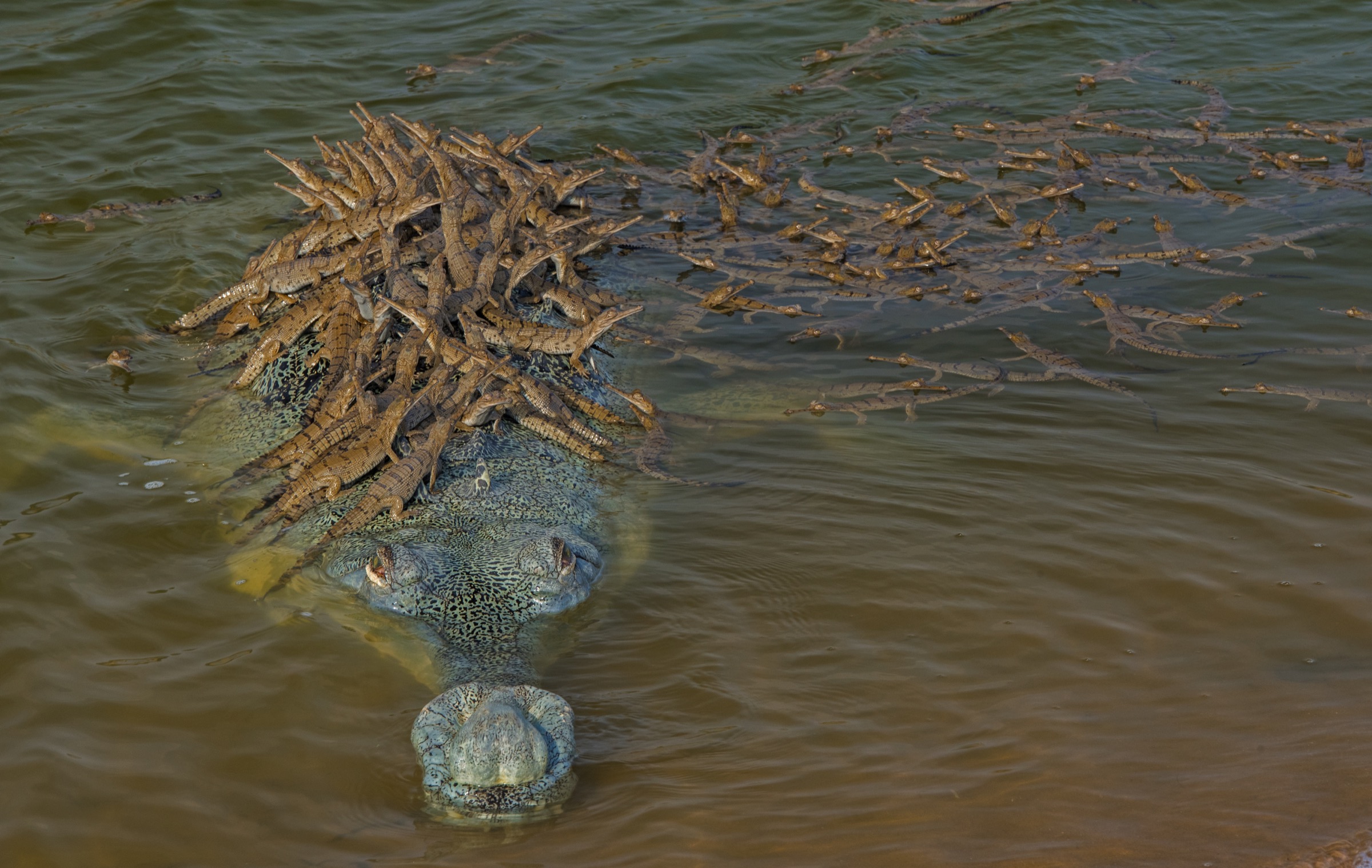 Large adult males, like this individual in the Chambal Wildlife Sanctuary, typically defend large territories and will breed with the females within that territory. When the young hatch, they typically do so in unison, and then congregate in large groups where they are looked after by the adults.