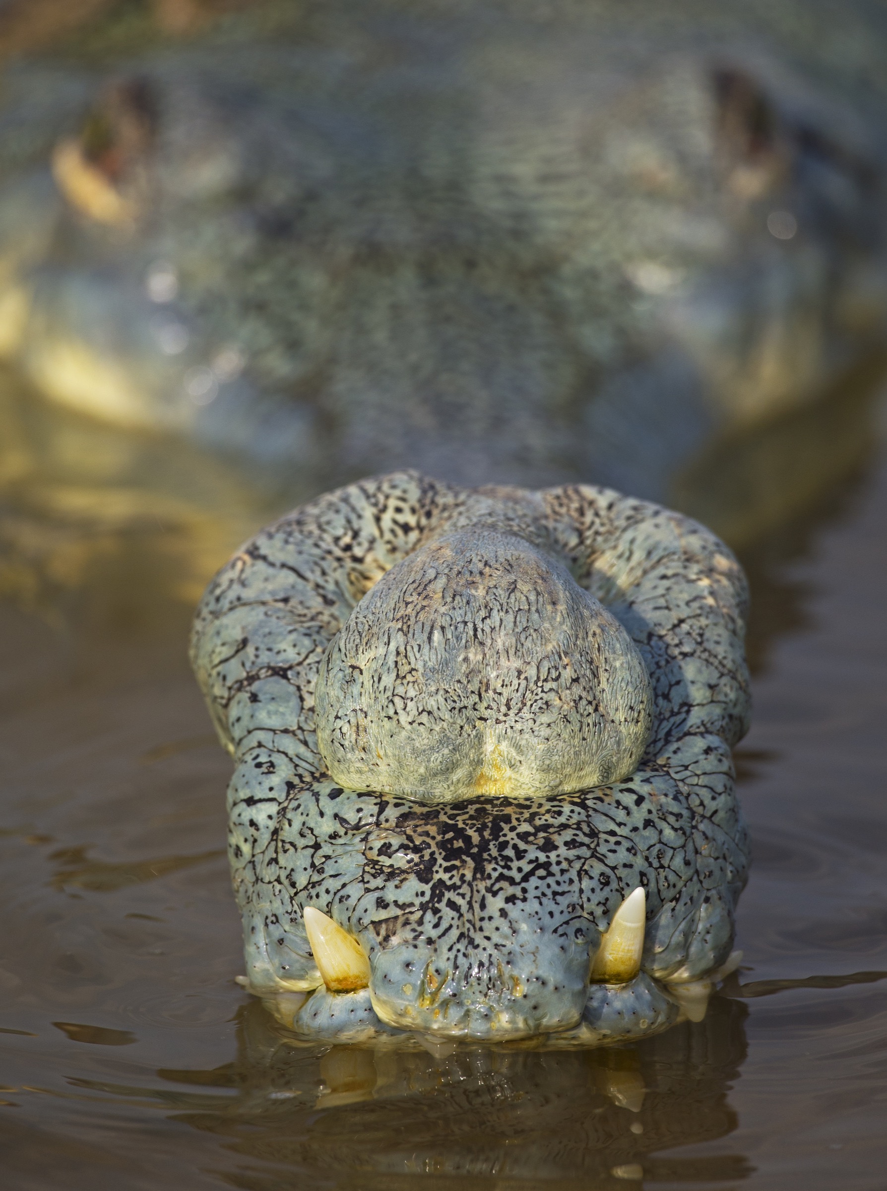 The gharial is named after the ghara, the bulbous lump that forms on snouts of adult males. These structures are thought to help amplify the hissing and underwater popping sounds that males make in defense of their territories.