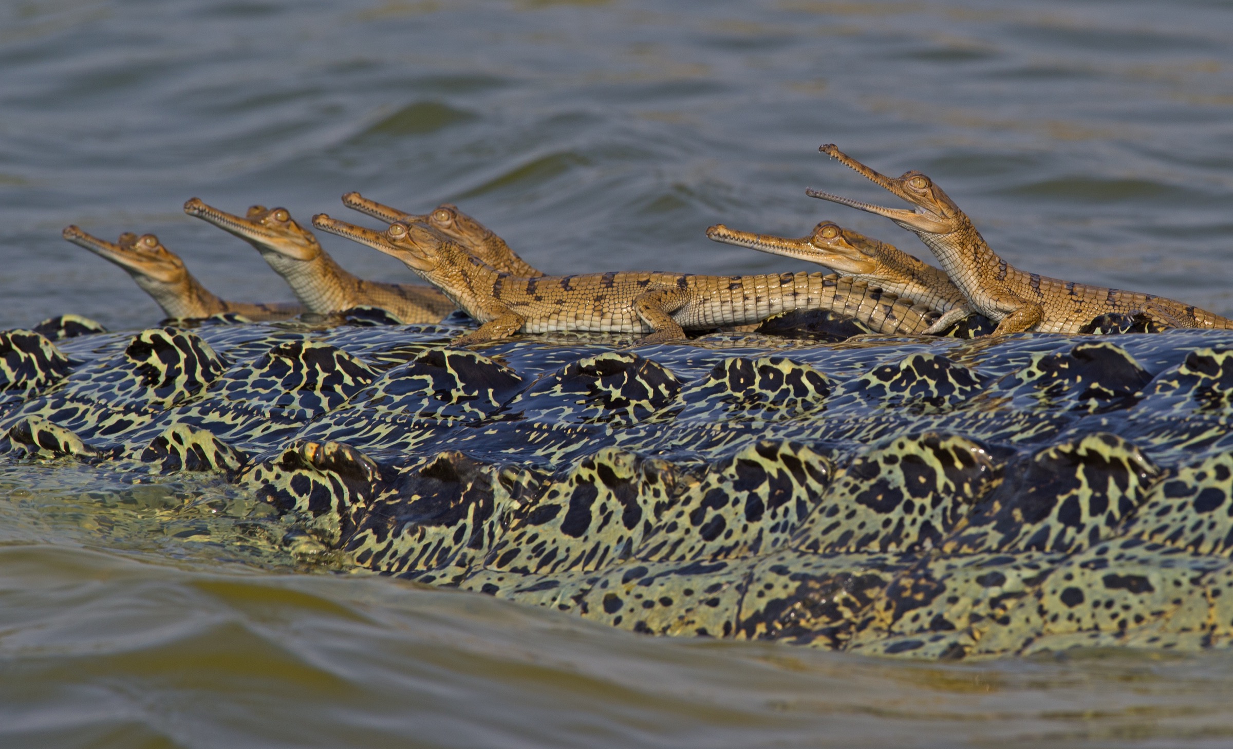 Hatchlings bask in the sun on the back of the resident adult male—most likely their father.