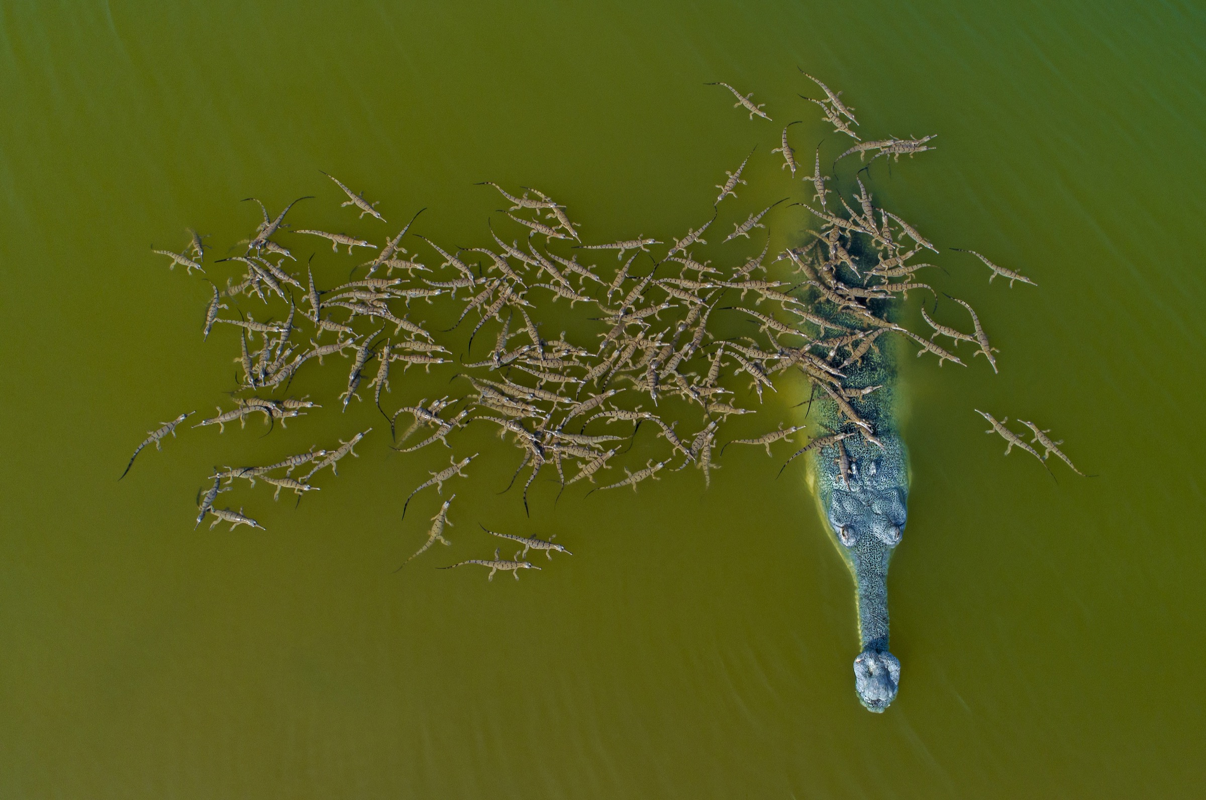 Hatchling gharials from multiple females congregate near the dominant male—likely their father—on the territory where they hatched.