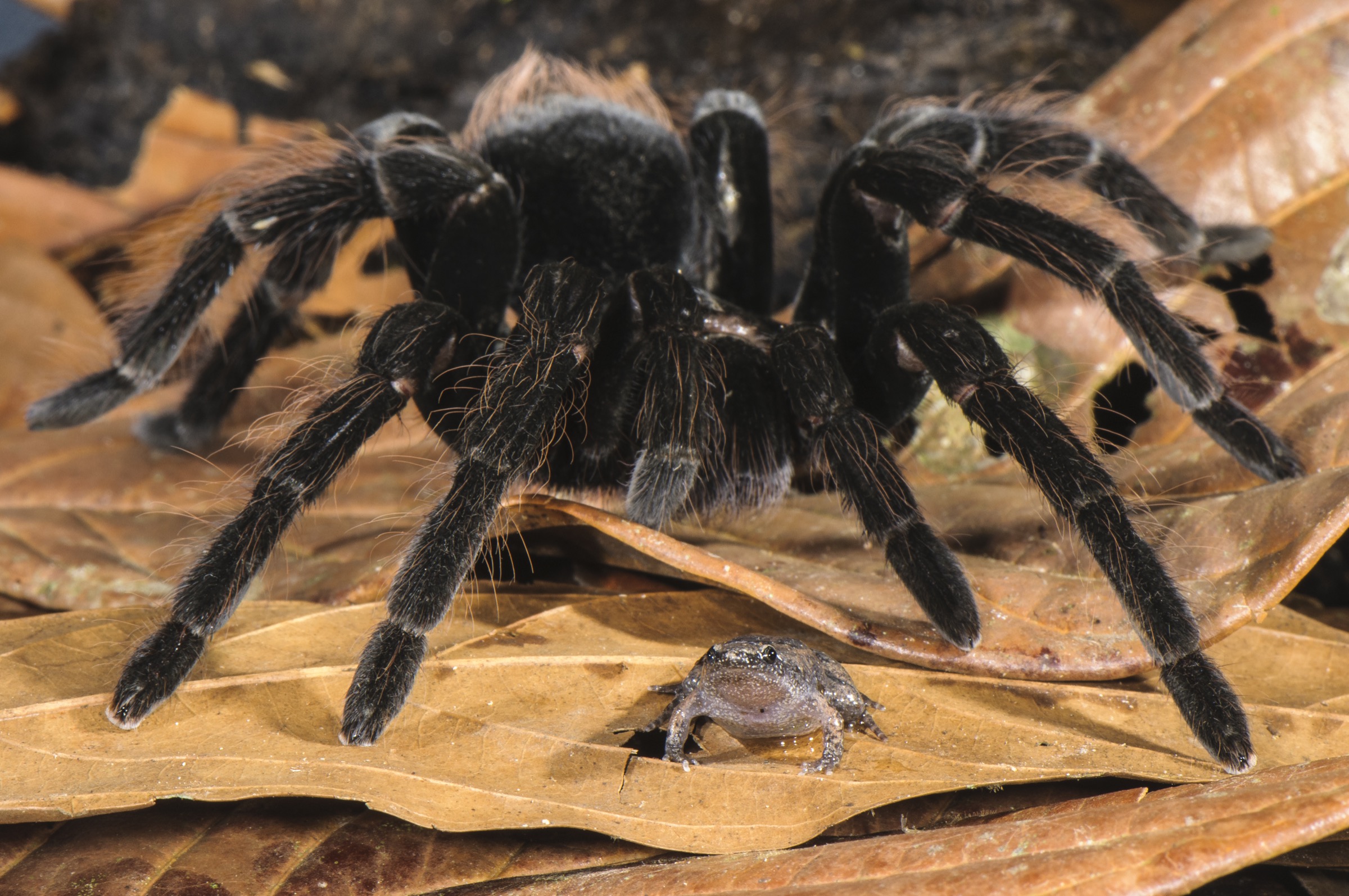 Peruvian Tarantula (Pamphobeteus sp.) adult, walking over Humming Frog (Chiasmocleis royi) without preying on it. Los Amigos Biological Station, Madre de Dios, Amazonia, Peru.