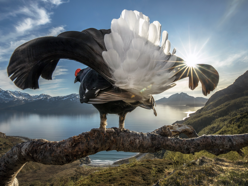 <strong>Taking Center Stage by Audun Rikardsen</strong><em>&mdash;Grand Prize Winner</em>
<p>While the beauty of Norway&rsquo;s spectacular northern coastline might be lost on this male black grouse (Tetrao tetrix), the prime vantage point offered by its perch is certainly not. For a ground-dwelling bird known for exuberant territorial displays during the breeding season, what better place to see and be seen than this branch, which provides an eagle&rsquo;s-eye perspective of the terrain below. What initially drew photographer Audun Rikardsen to this spot high above the sea was, in fact, a resident golden eagle (Aquila chrysaetos) that frequented the perch. Having constructed a blind nearby, Rikardsen spent many frigid winter days photographing the eagle. But by spring, it had been replaced by a new subject: a black grouse in proud display. Not only did the grouse quickly become accustomed to Rikardsen&rsquo;s rapidly firing camera shutter and flash, he says, it was almost as if the bird enjoyed being in the spotlight.</p>