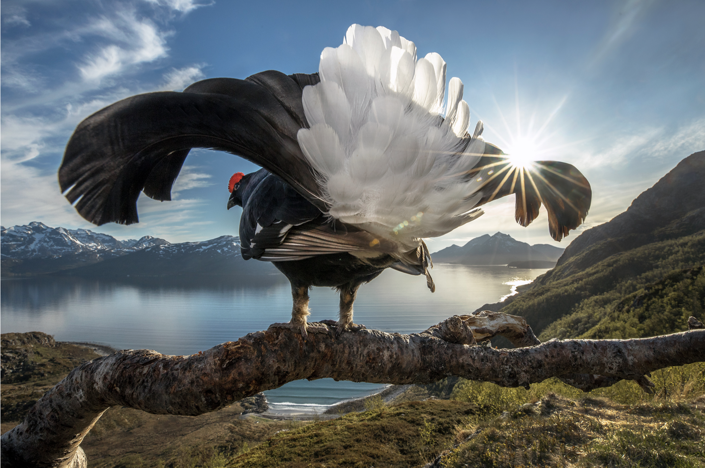 <strong>Taking Center Stage by Audun Rikardsen</strong><em>&mdash;Grand Prize Winner</em>
<p>While the beauty of Norway&rsquo;s spectacular northern coastline might be lost on this male black grouse (Tetrao tetrix), the prime vantage point offered by its perch is certainly not. For a ground-dwelling bird known for exuberant territorial displays during the breeding season, what better place to see and be seen than this branch, which provides an eagle&rsquo;s-eye perspective of the terrain below. What initially drew photographer Audun Rikardsen to this spot high above the sea was, in fact, a resident golden eagle (Aquila chrysaetos) that frequented the perch. Having constructed a blind nearby, Rikardsen spent many frigid winter days photographing the eagle. But by spring, it had been replaced by a new subject: a black grouse in proud display. Not only did the grouse quickly become accustomed to Rikardsen&rsquo;s rapidly firing camera shutter and flash, he says, it was almost as if the bird enjoyed being in the spotlight.</p>