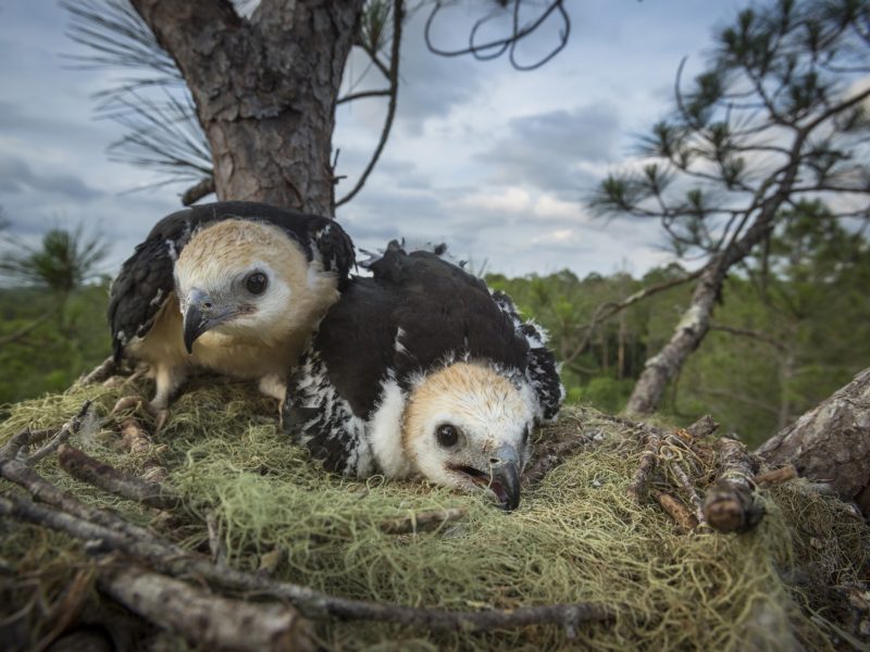 Two swallow-tailed kite nestlings hunker down in their nest near the top of a tall pine in Florida’s Withlacoochie State Forest.