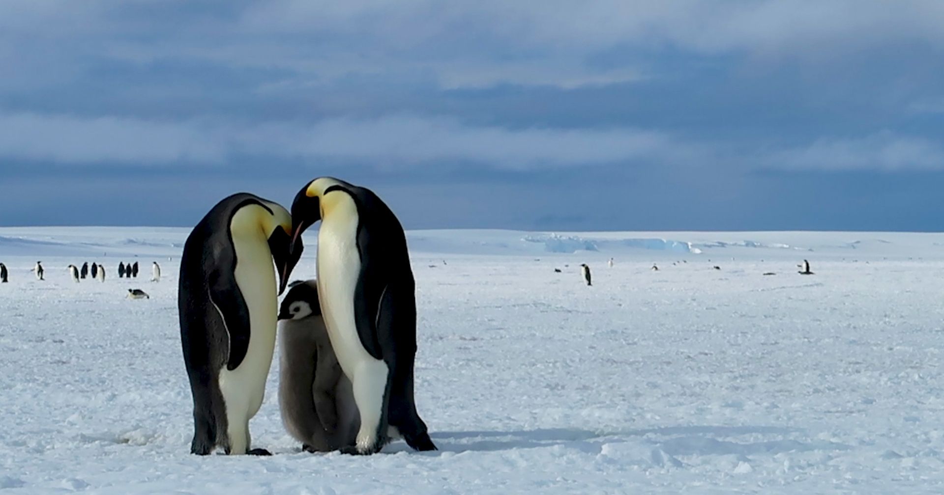 penguins