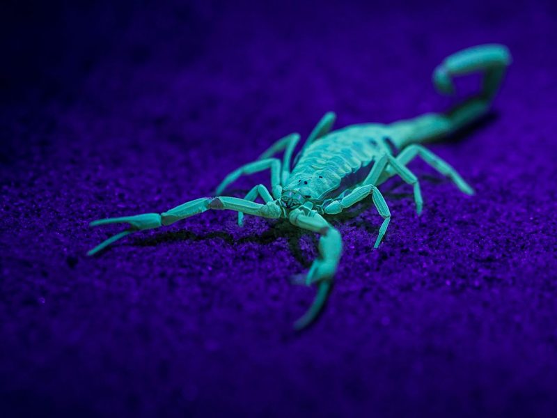 The Anomalies: Venom Race