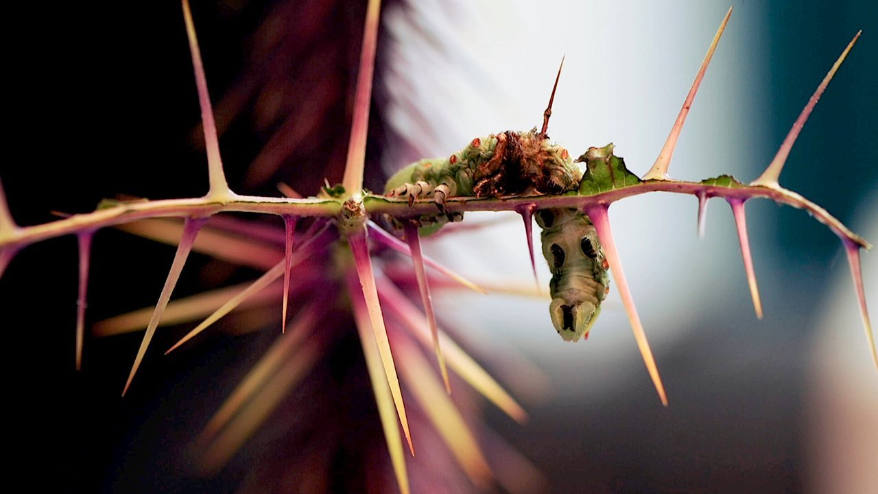 catepillar on thorns