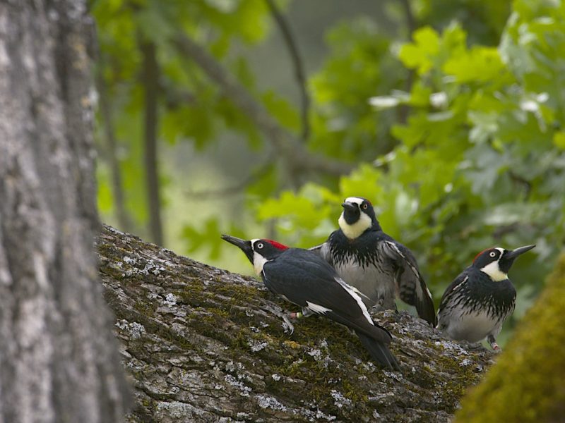 woodpecker