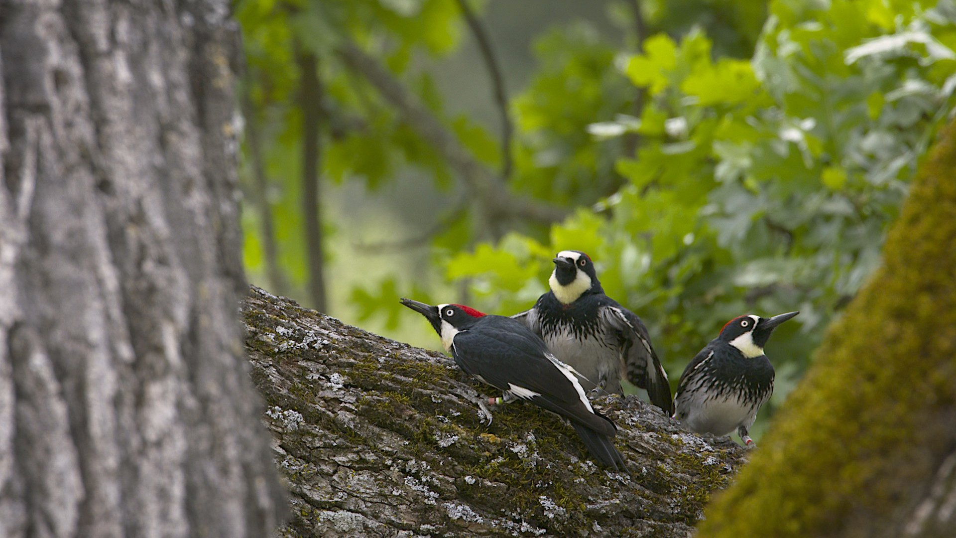 woodpecker