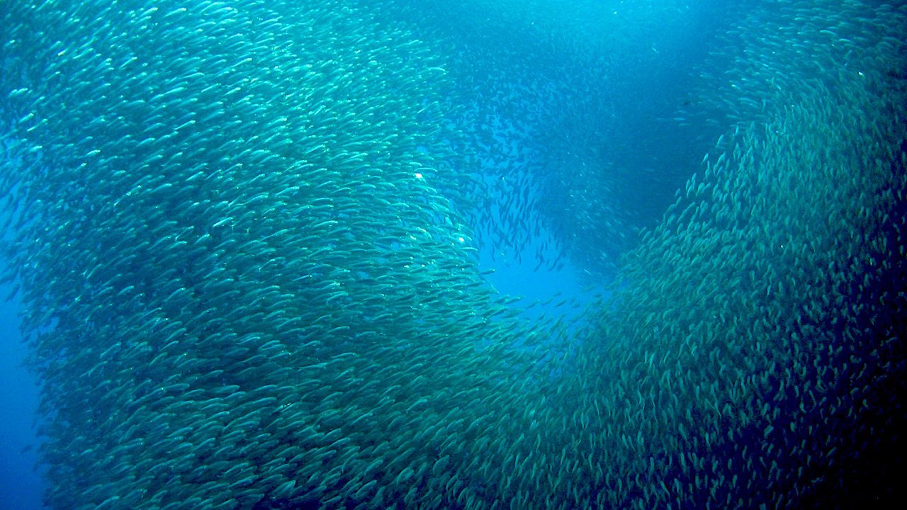 school of fish