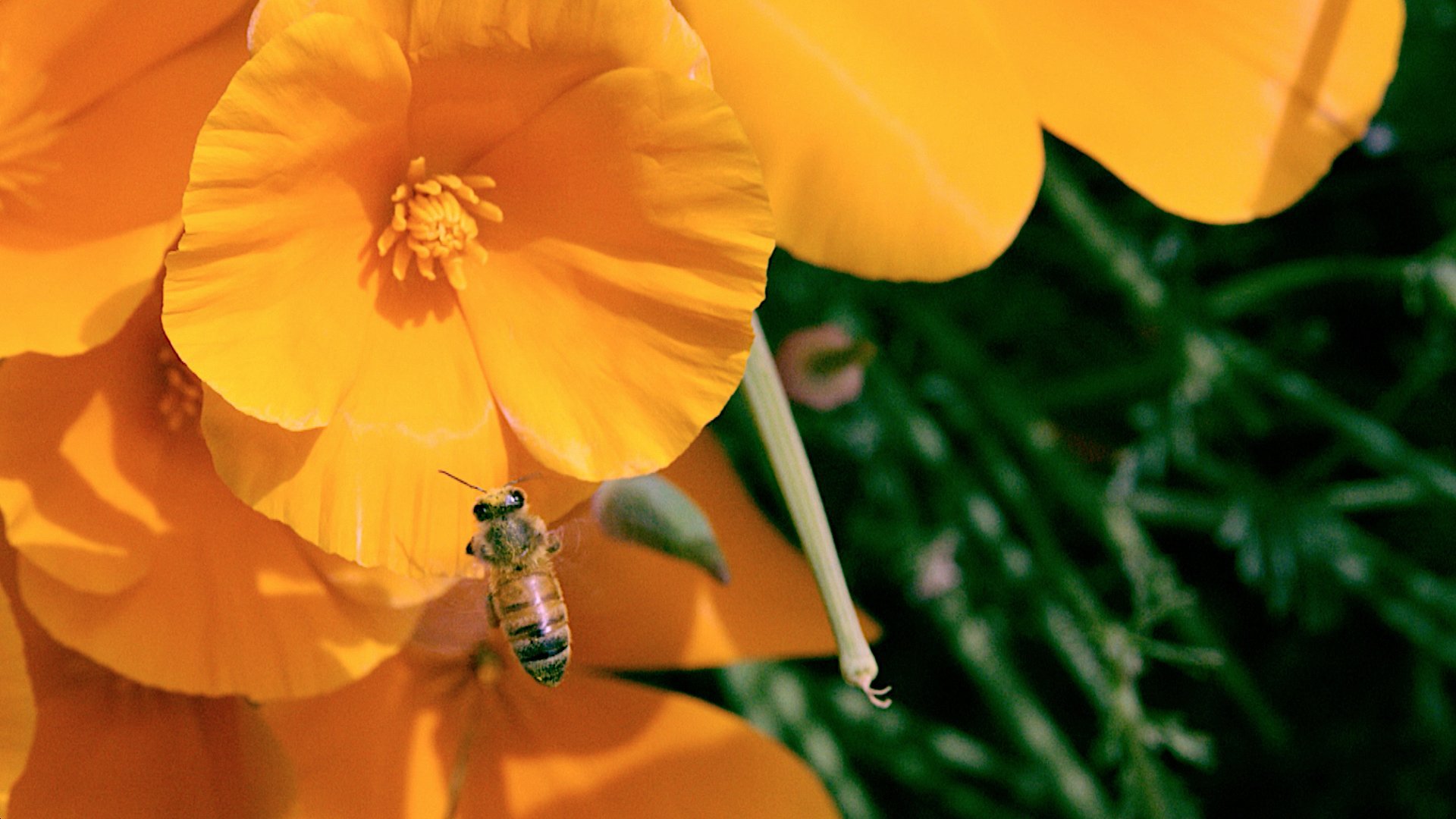 Honey Bees