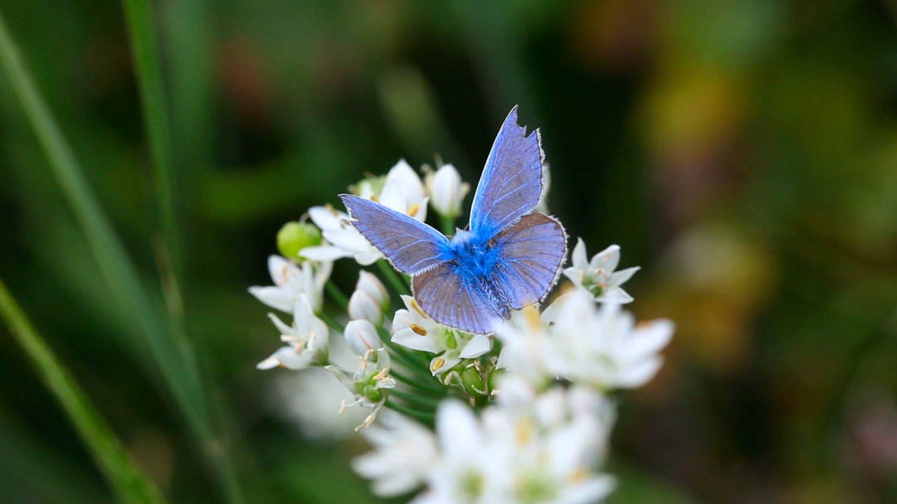 butterfly
